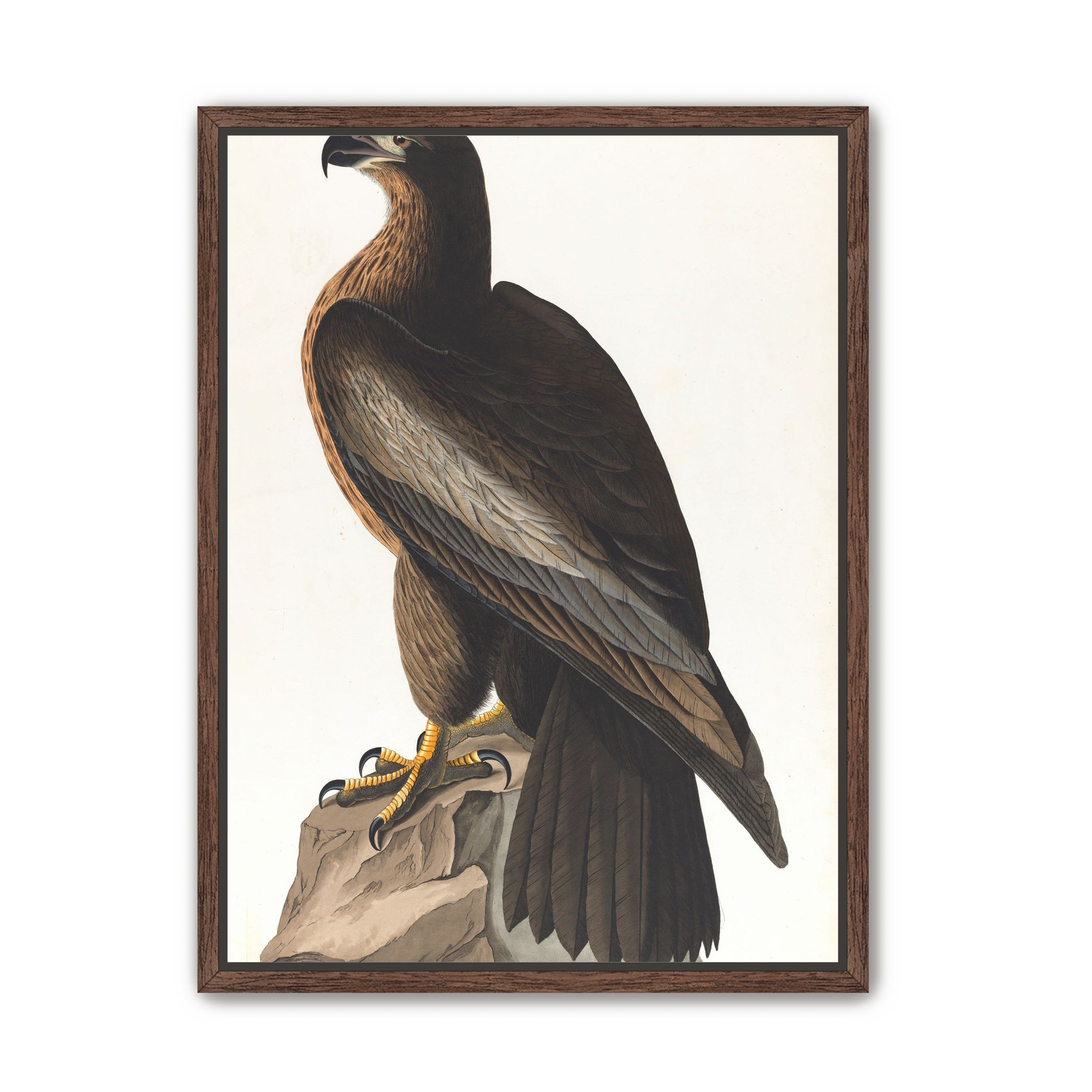 Brown hawk on rock