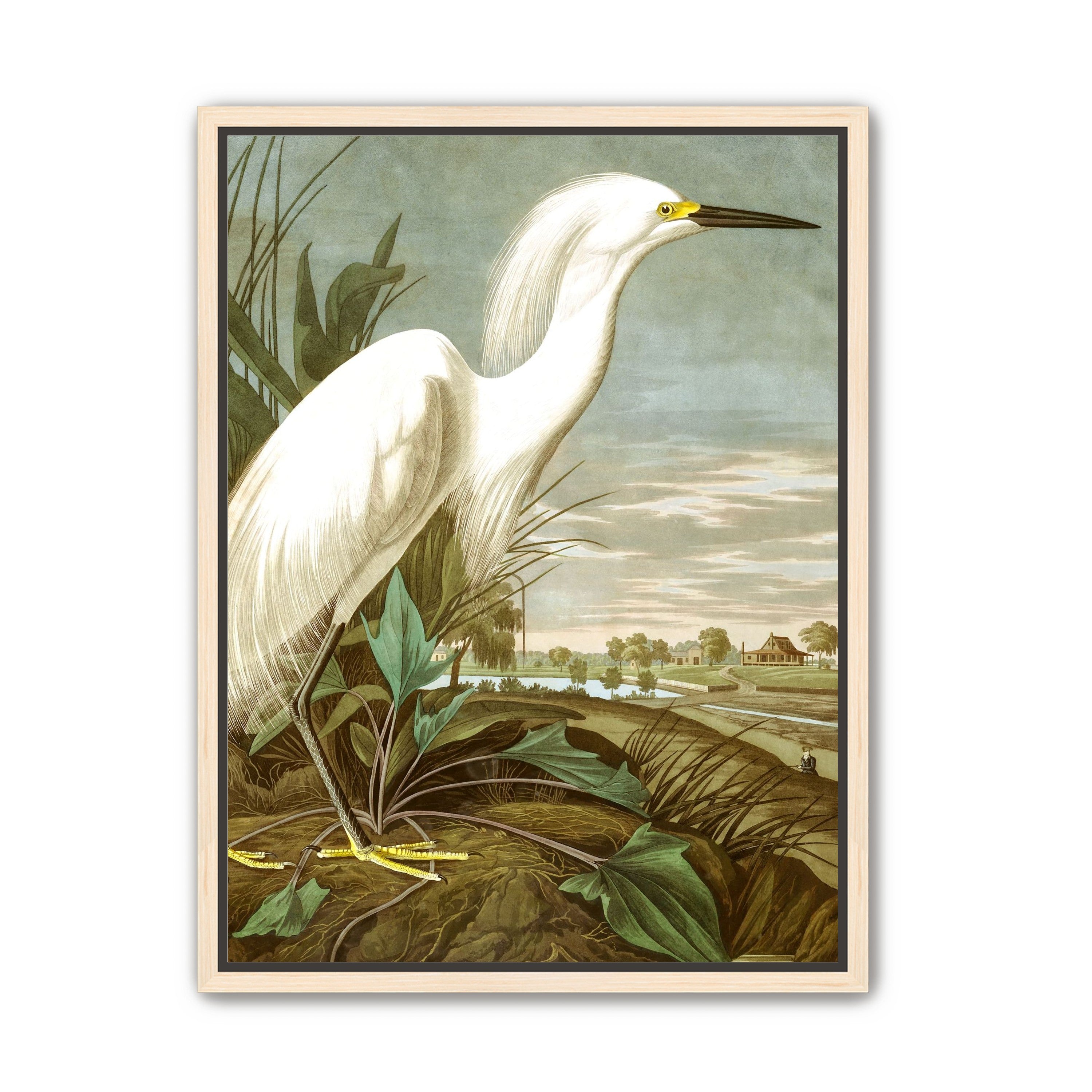 White Egret