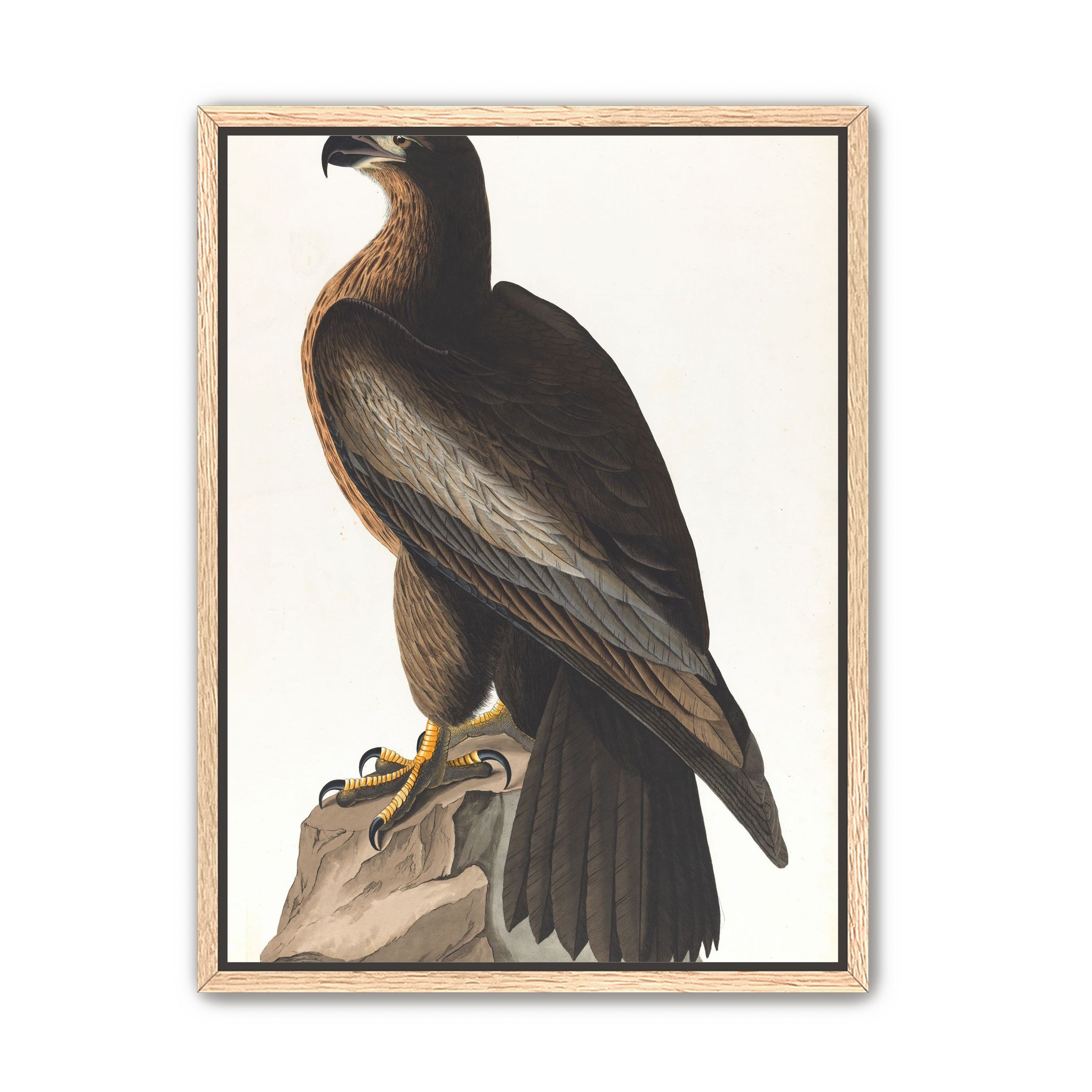 Brown hawk on rock