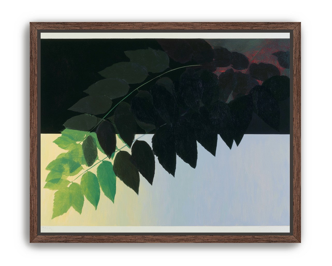 Leaves crossing into shadow