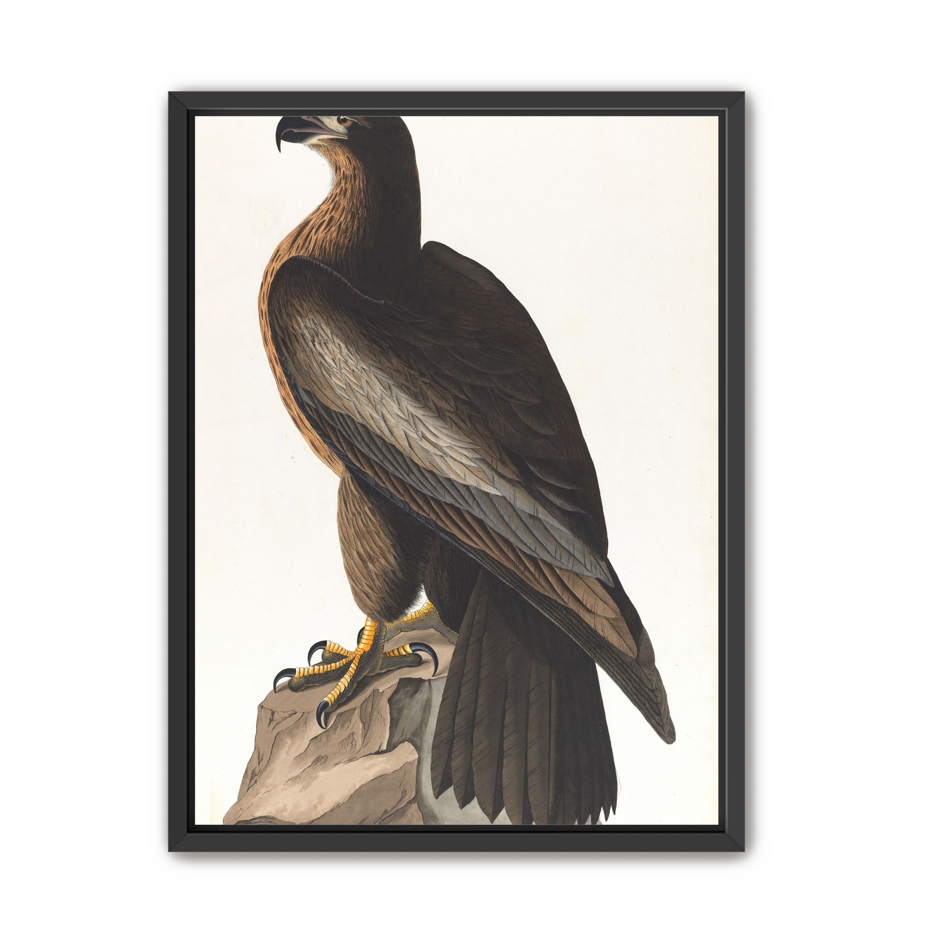 Brown hawk on rock