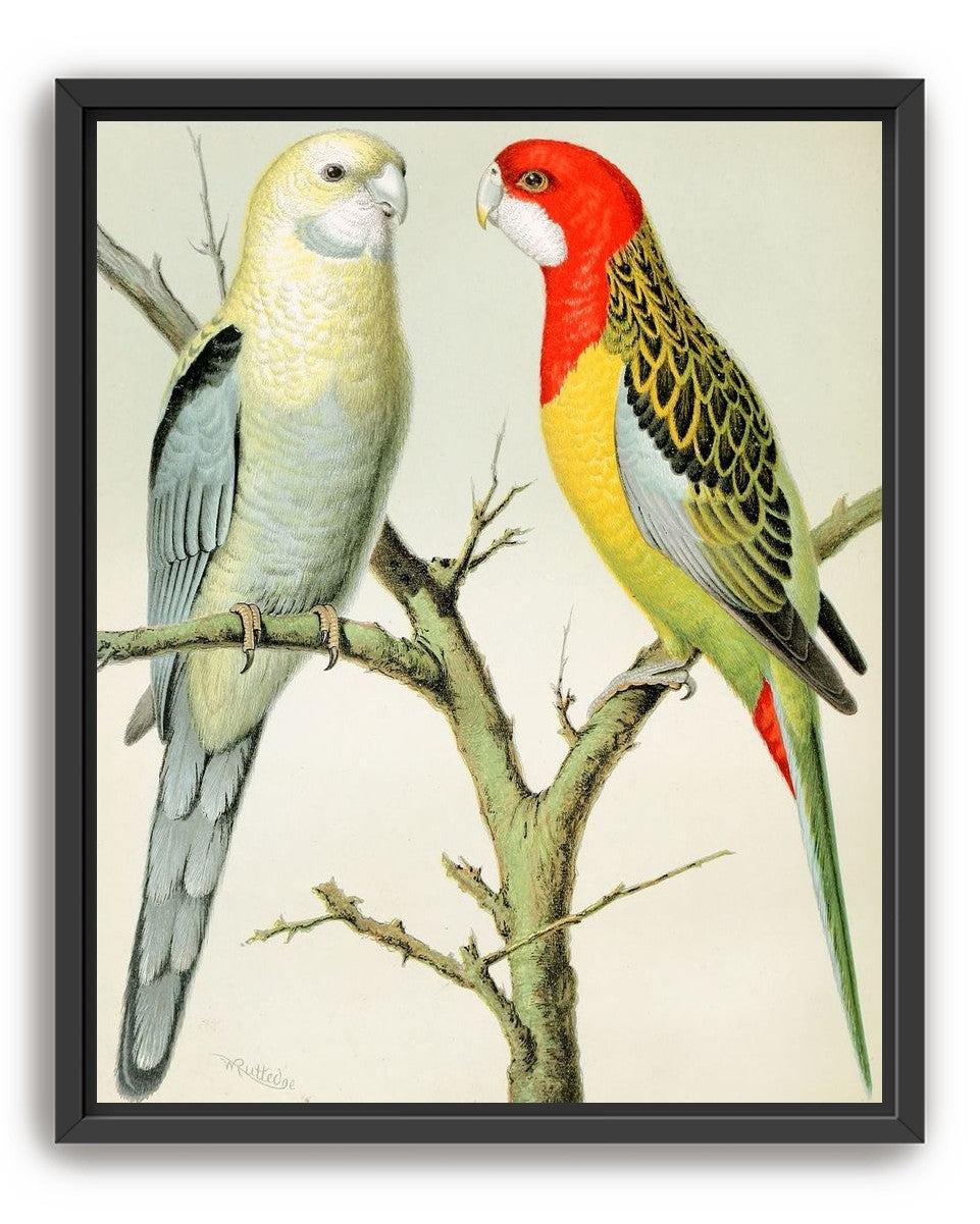 Beaks across the branch