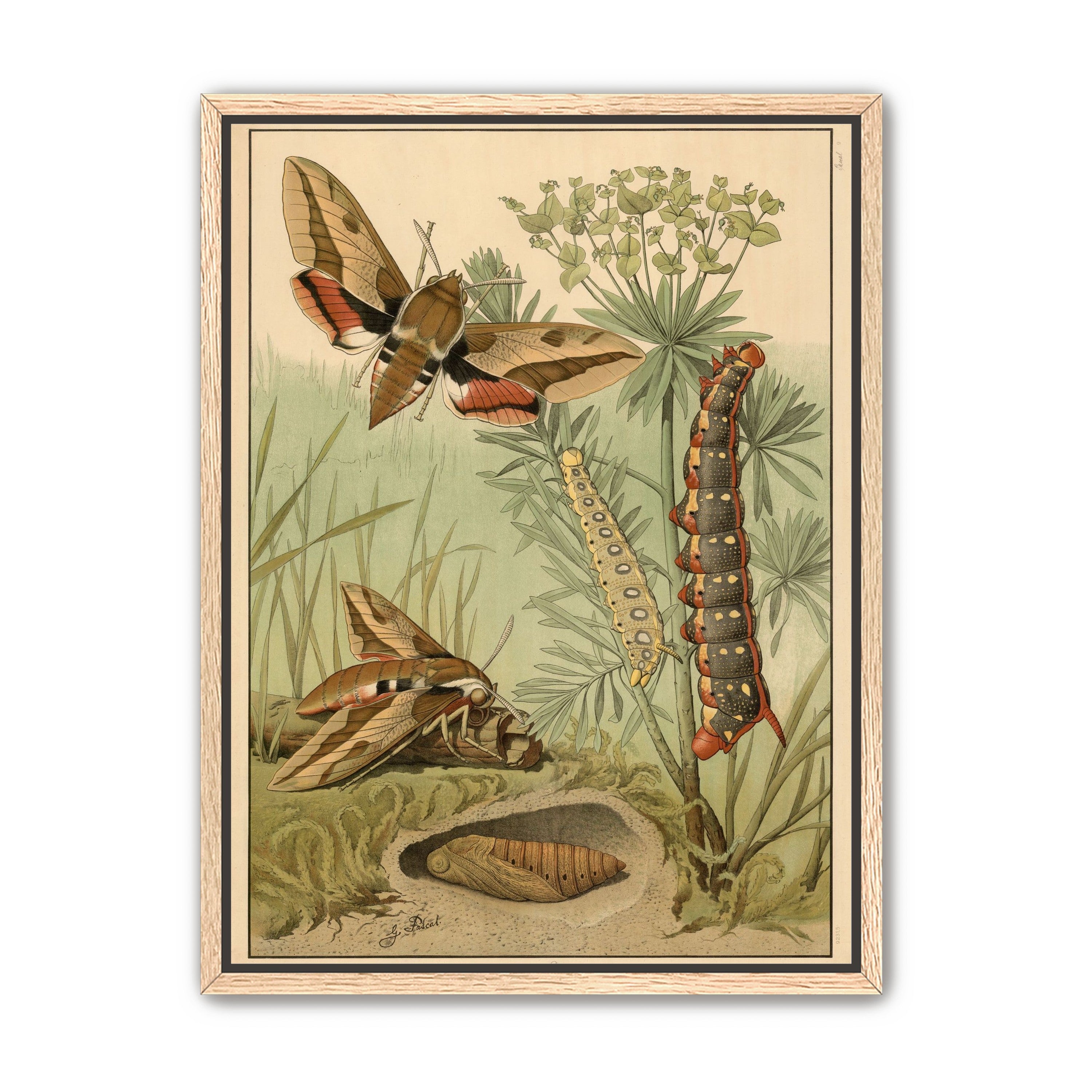 Red bands on moth wings