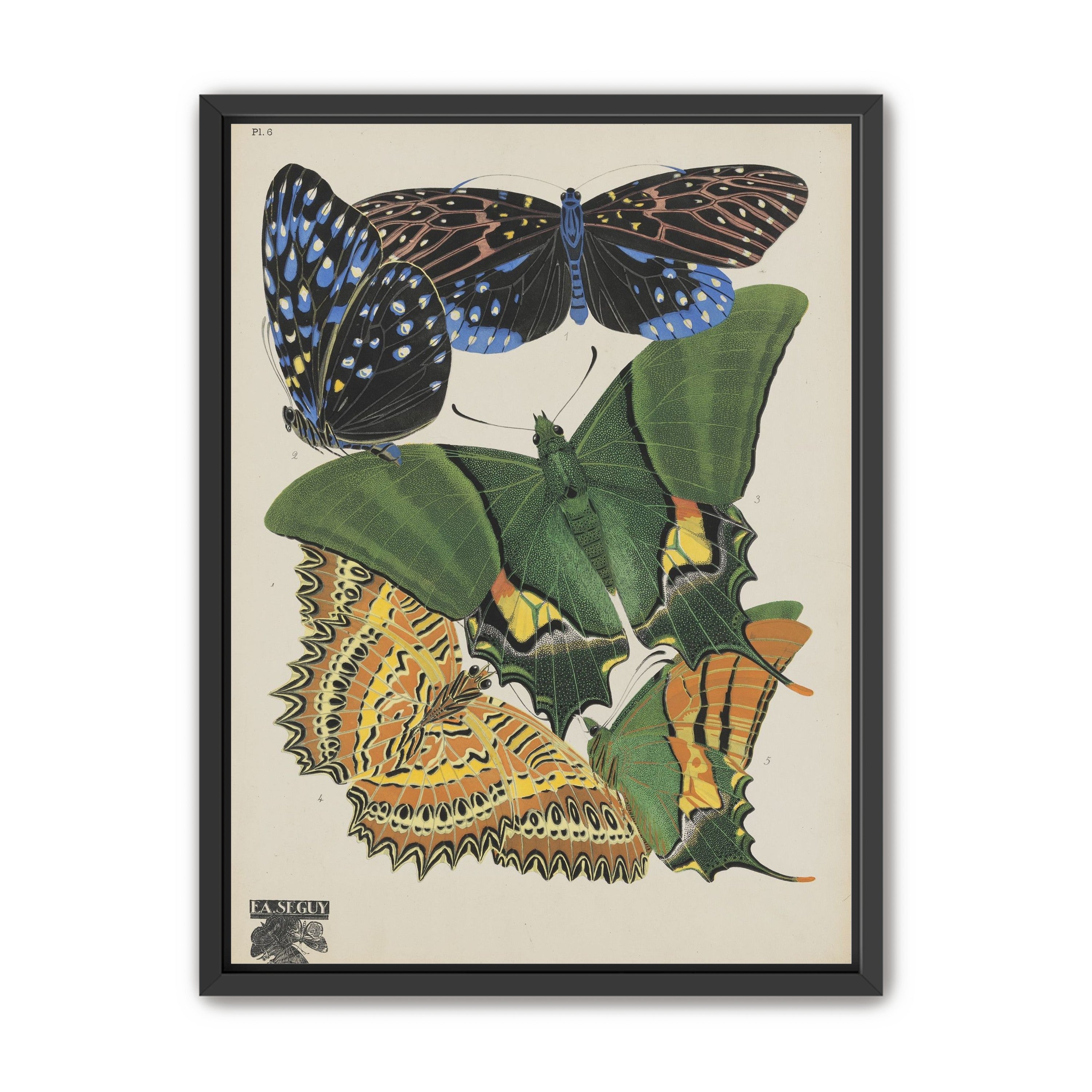 Butterflies on a pale plate