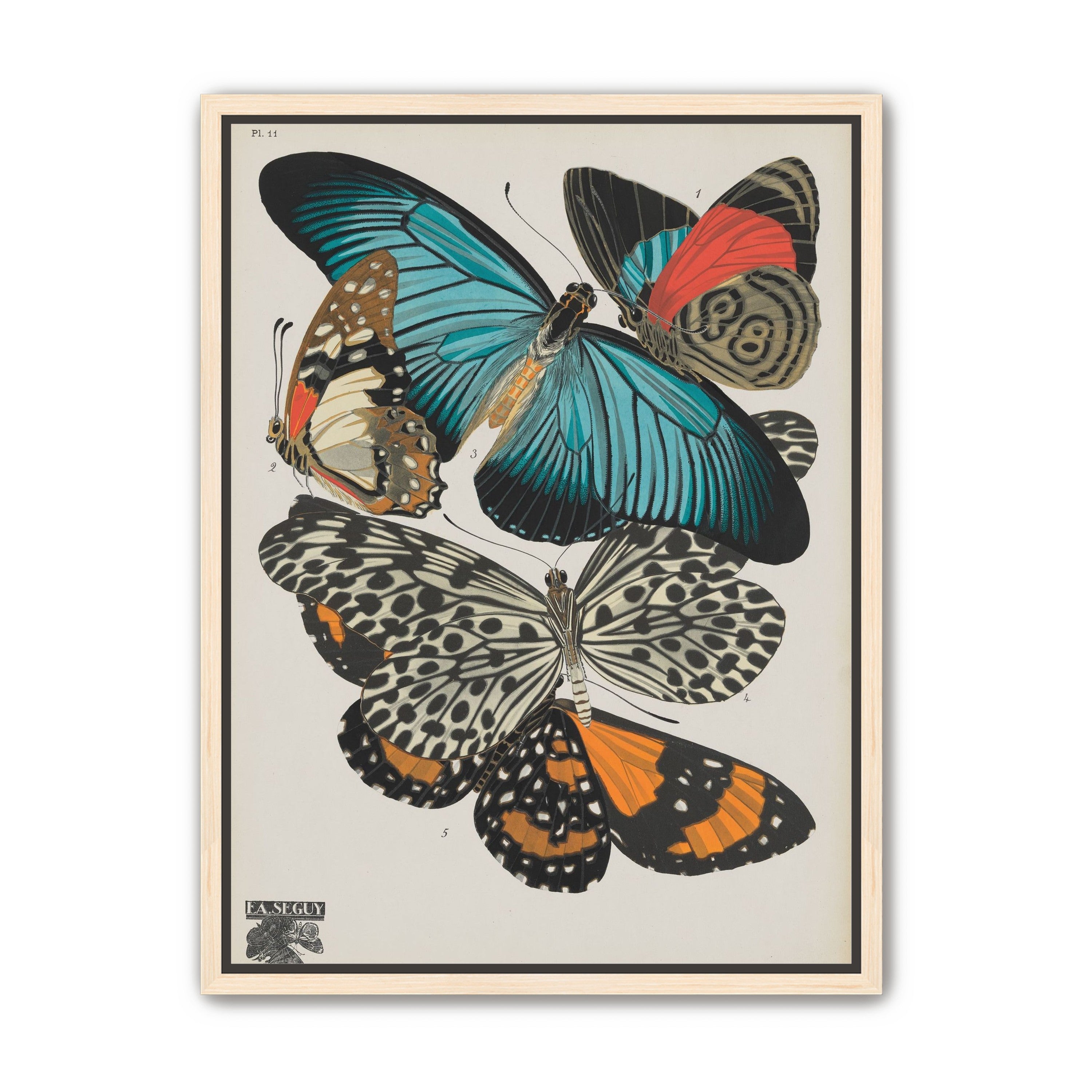 Turquoise wings over orange velvet