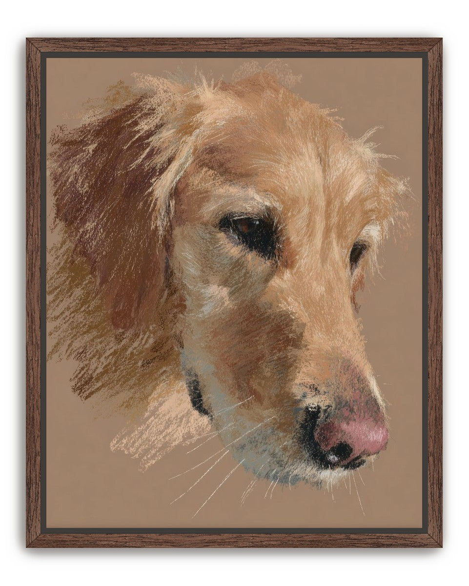 Warm browns on a golden retriever