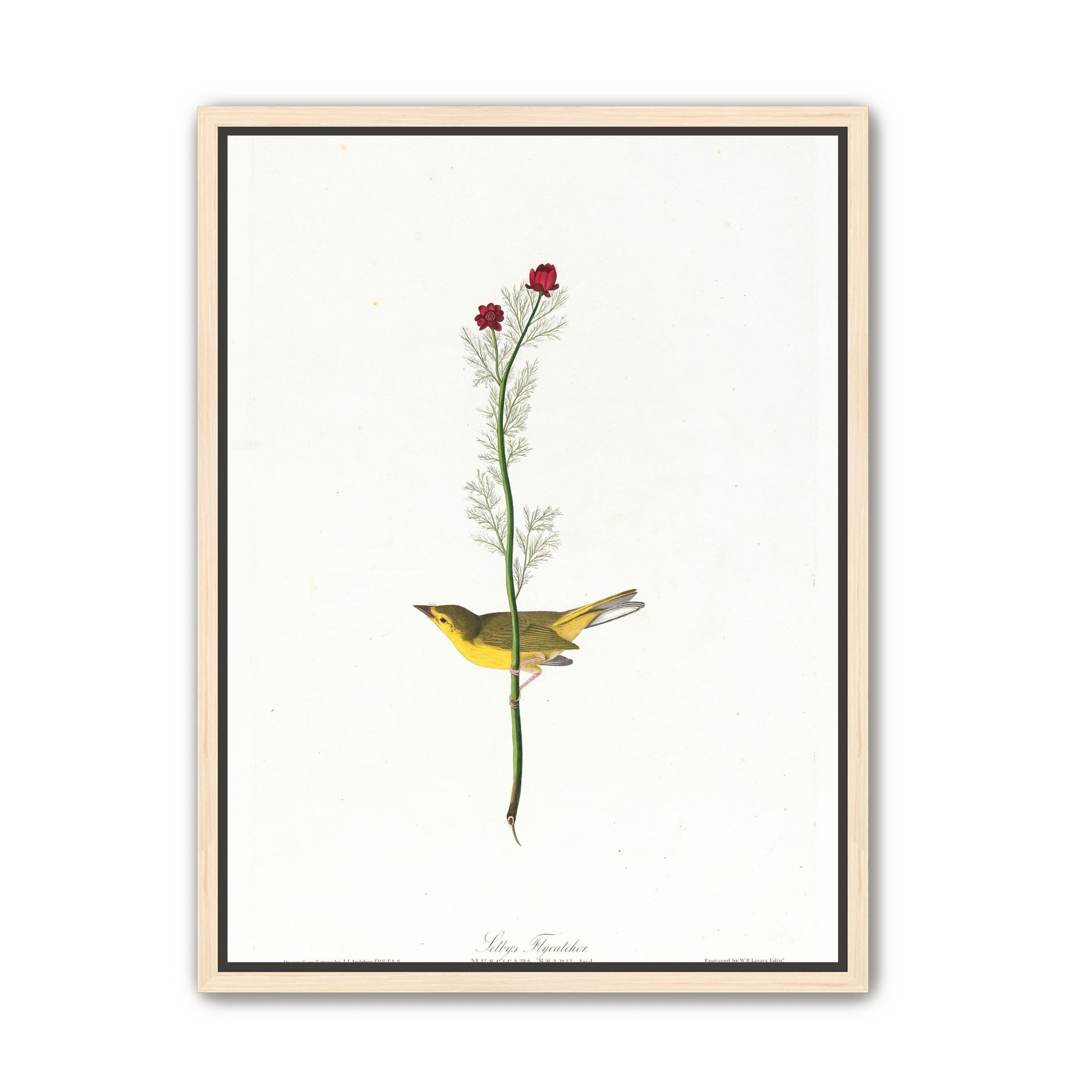 A yellow bird beneath red blooms