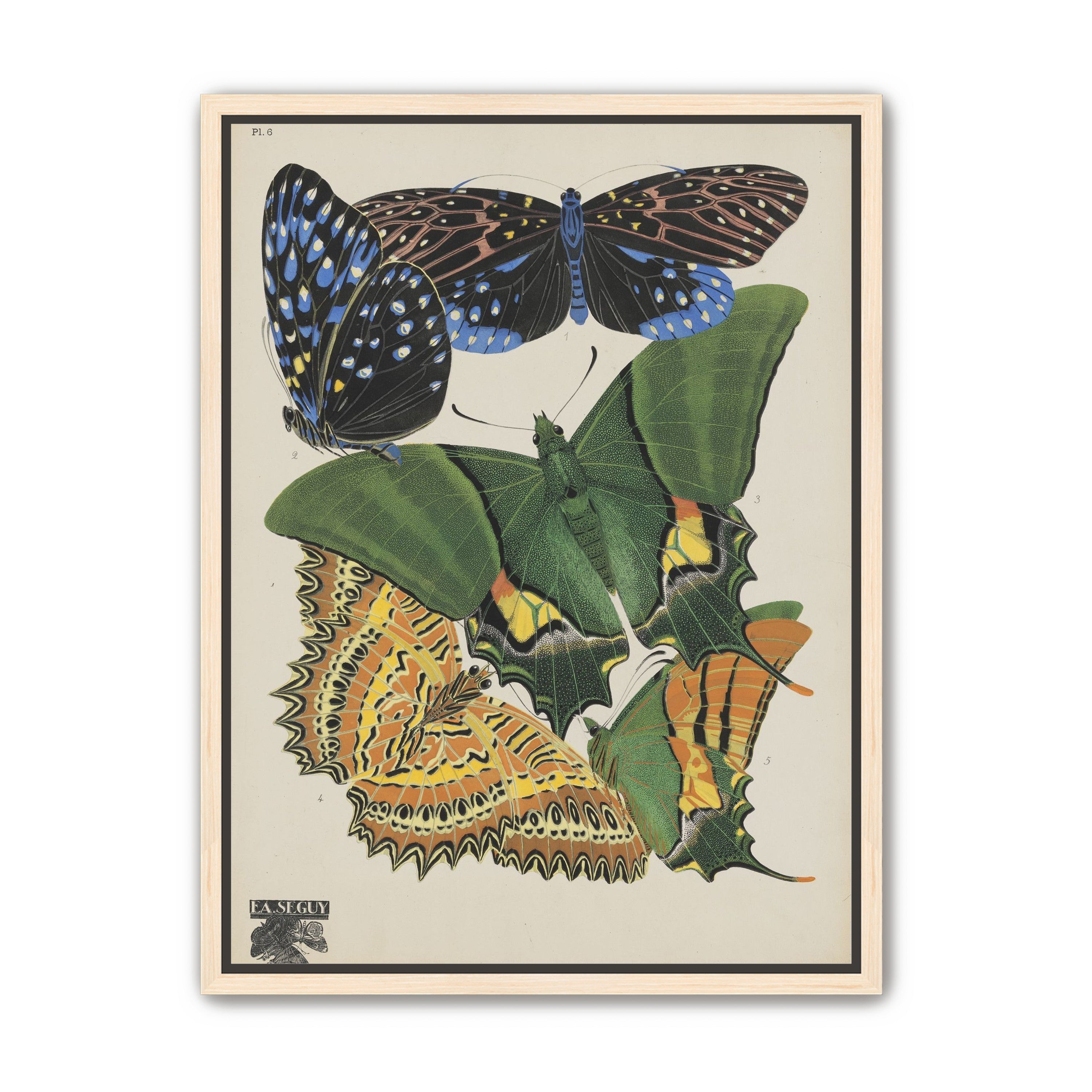 Butterflies on a pale plate