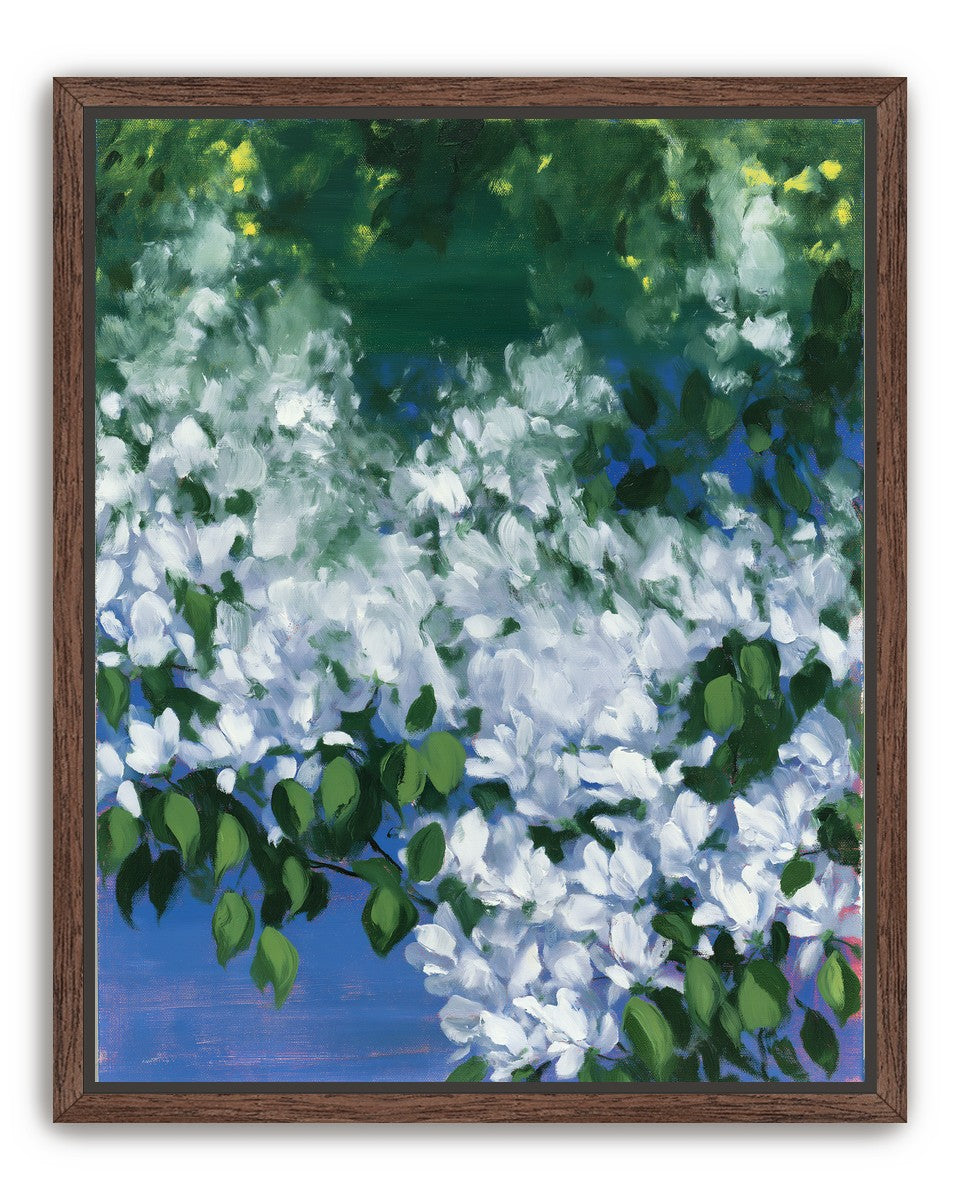 White blossoms over blue shade