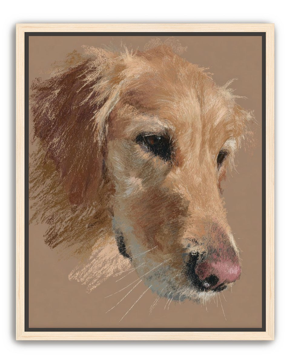 Warm browns on a golden retriever