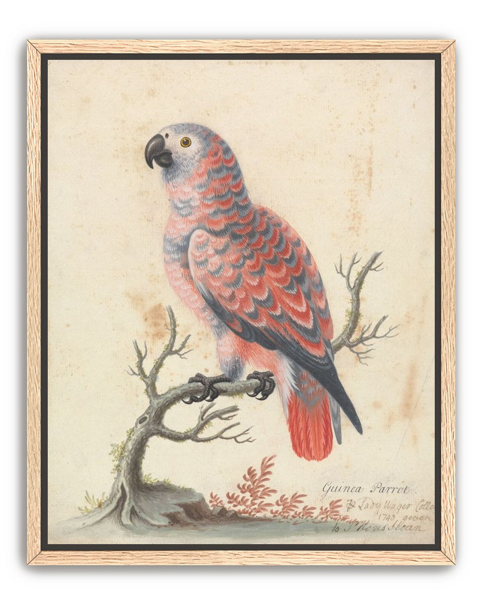 Parrot among bare branches