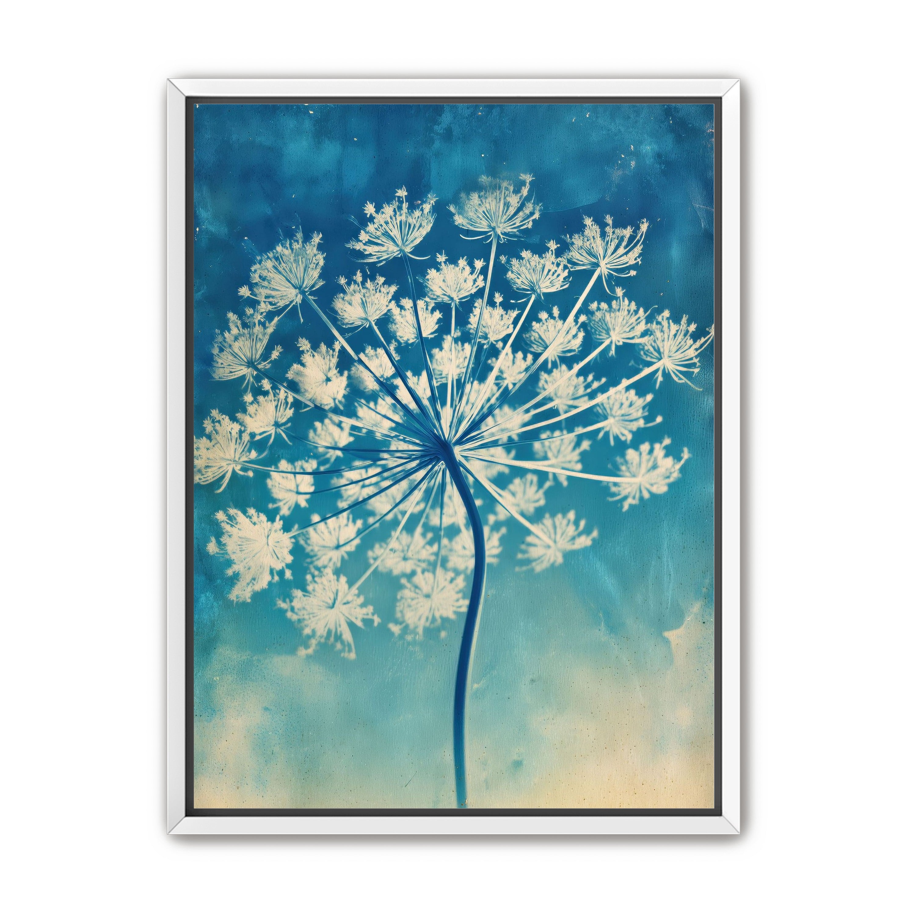 Laceflower Bloom