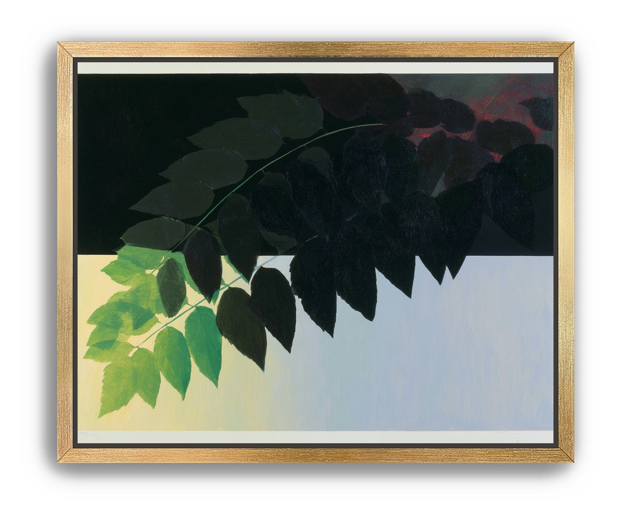 Leaves crossing into shadow