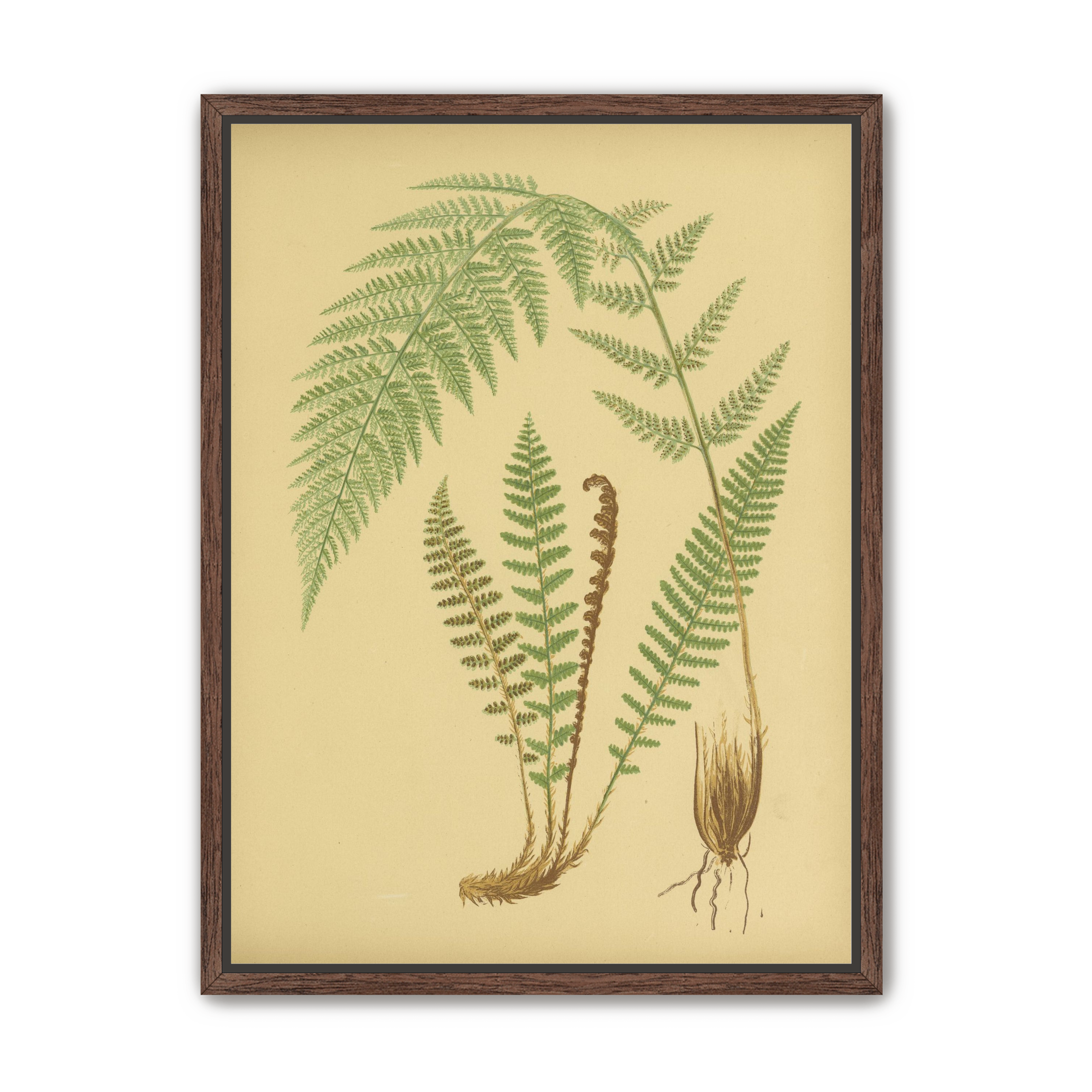 Fern fronds on tan paper