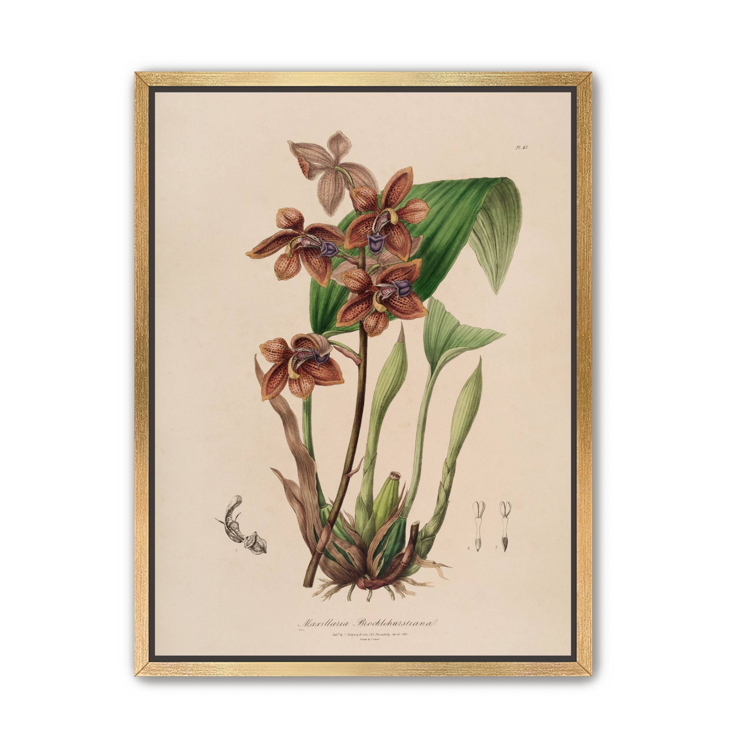Speckled orchids on pale paper