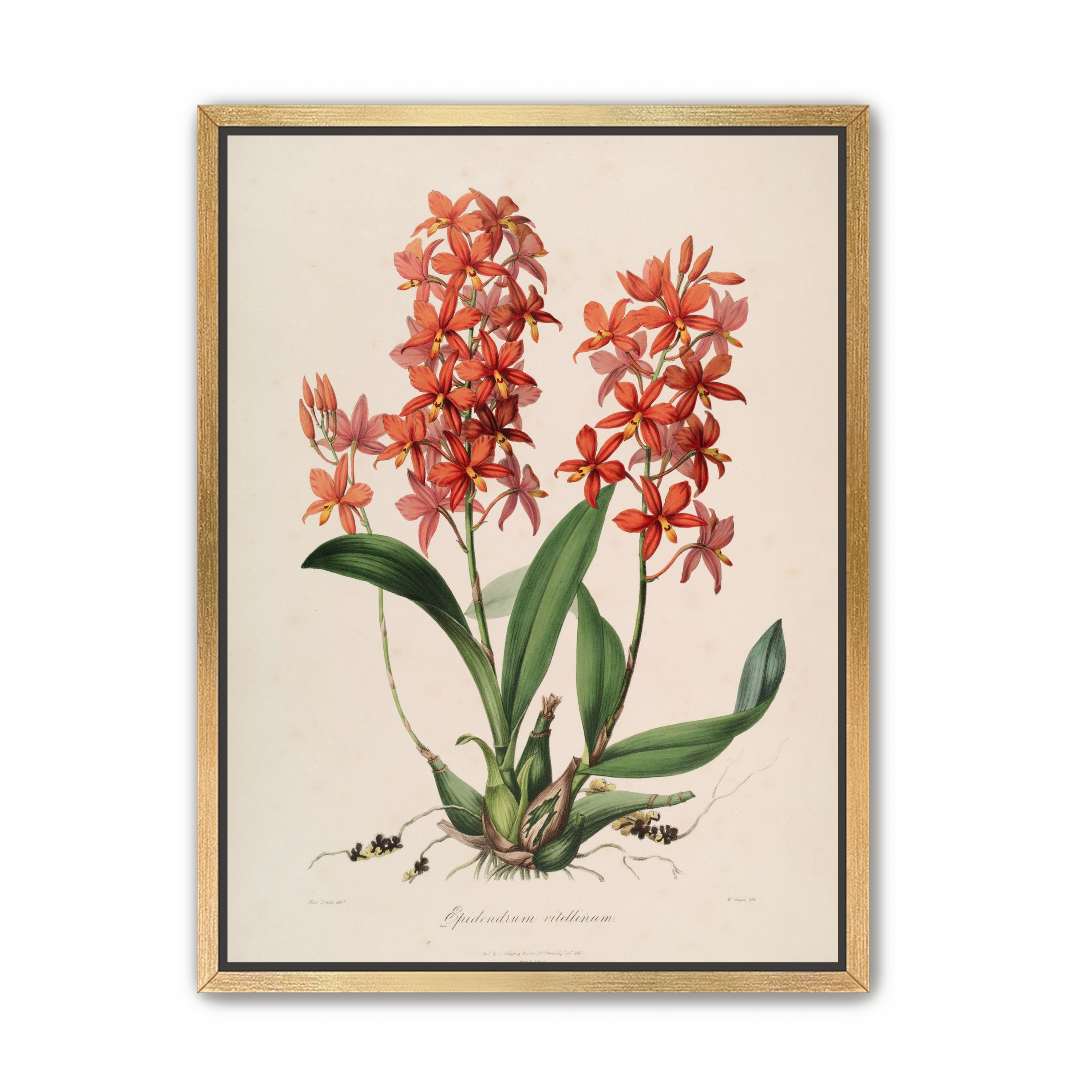 Red orchids on white paper