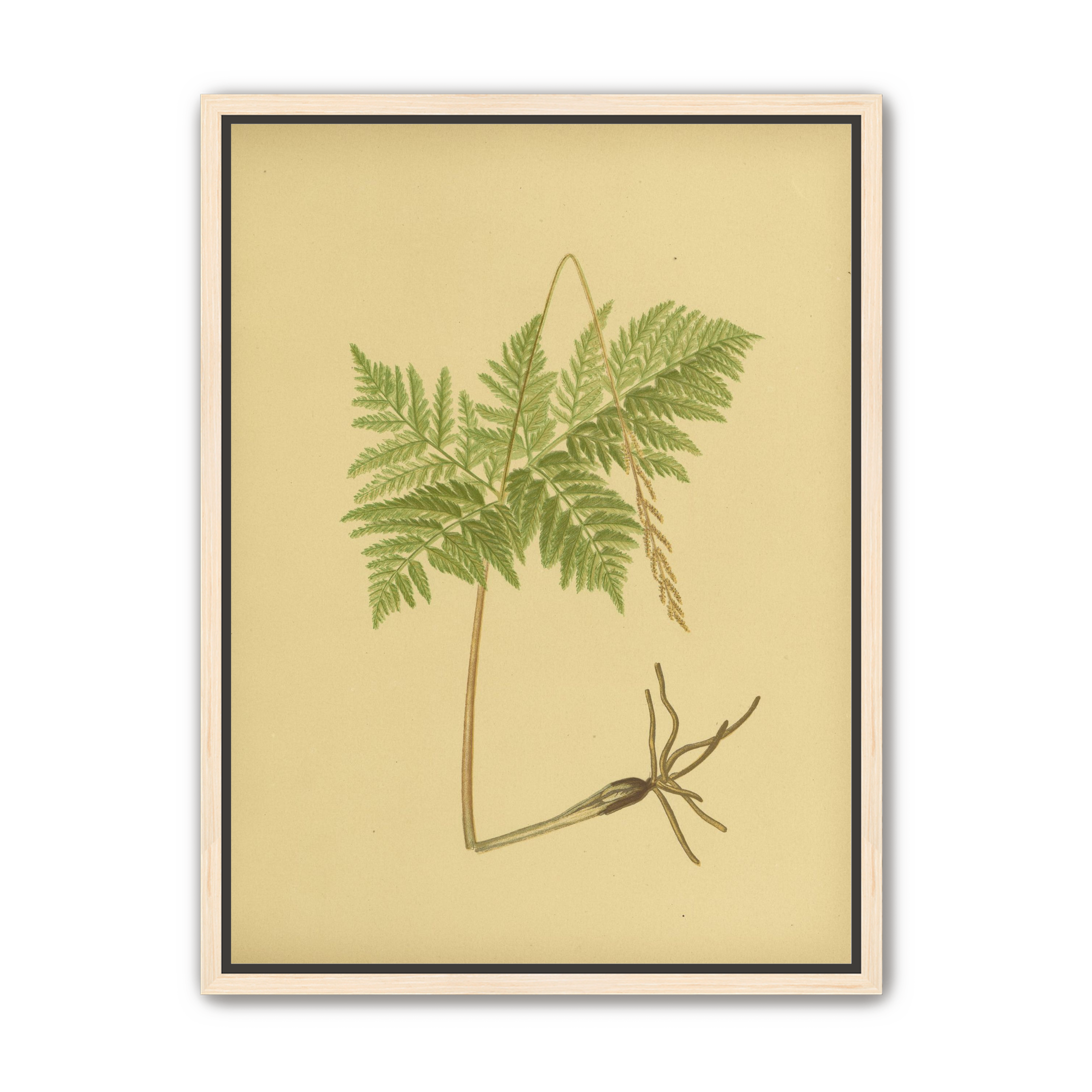 Fern fronds above bare roots