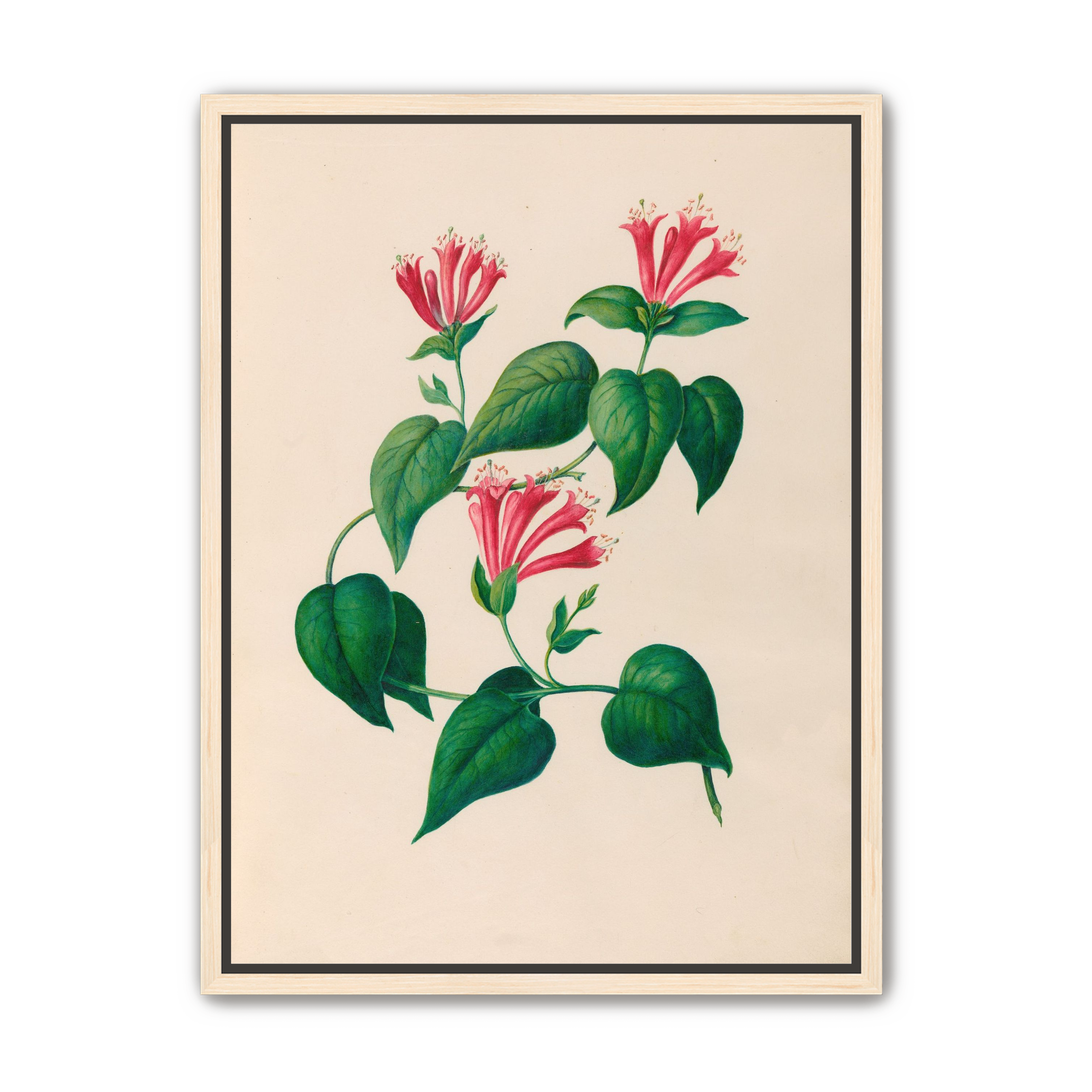 Three trumpets on a vine
