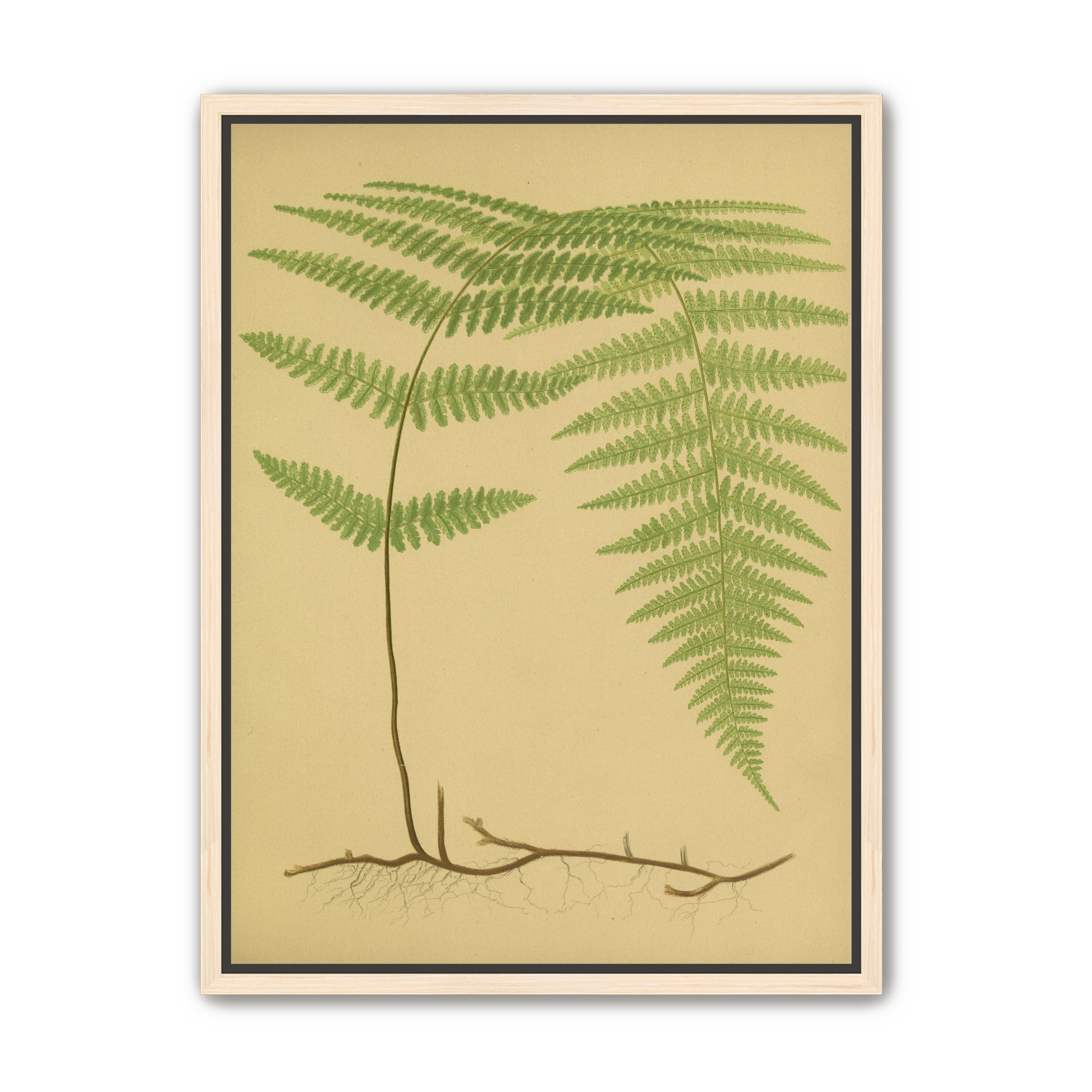 Green frond on tan paper