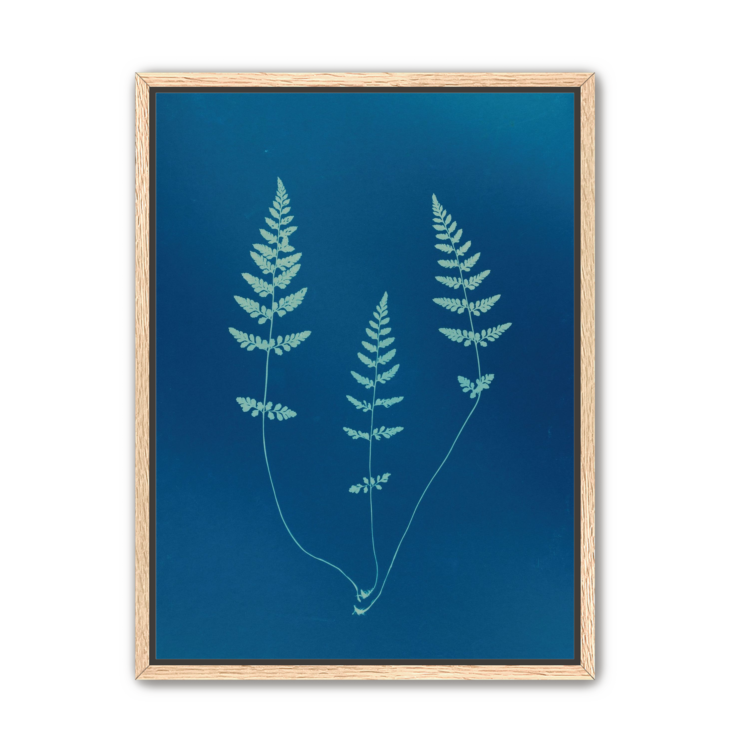 Three ferns in blue