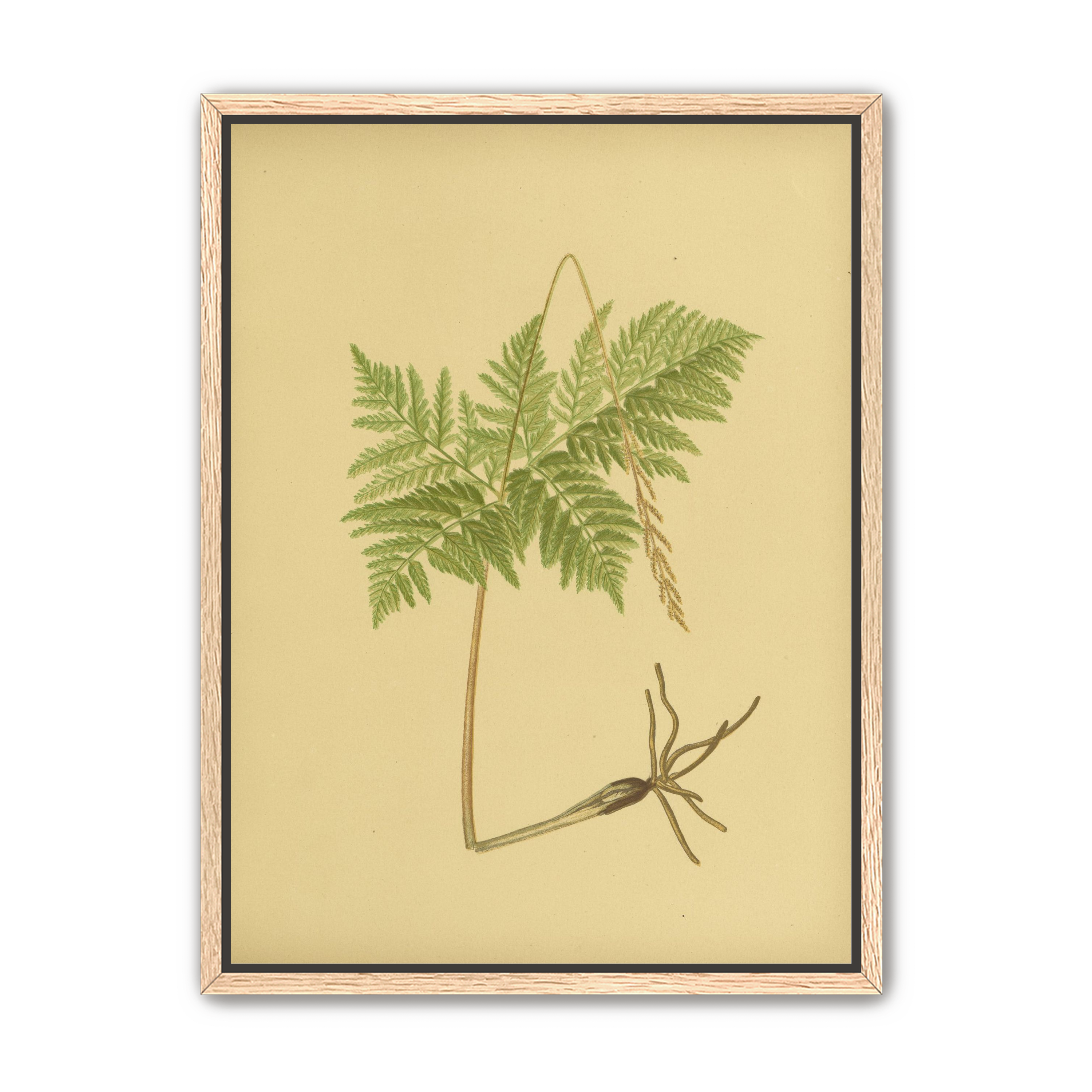 Fern fronds above bare roots