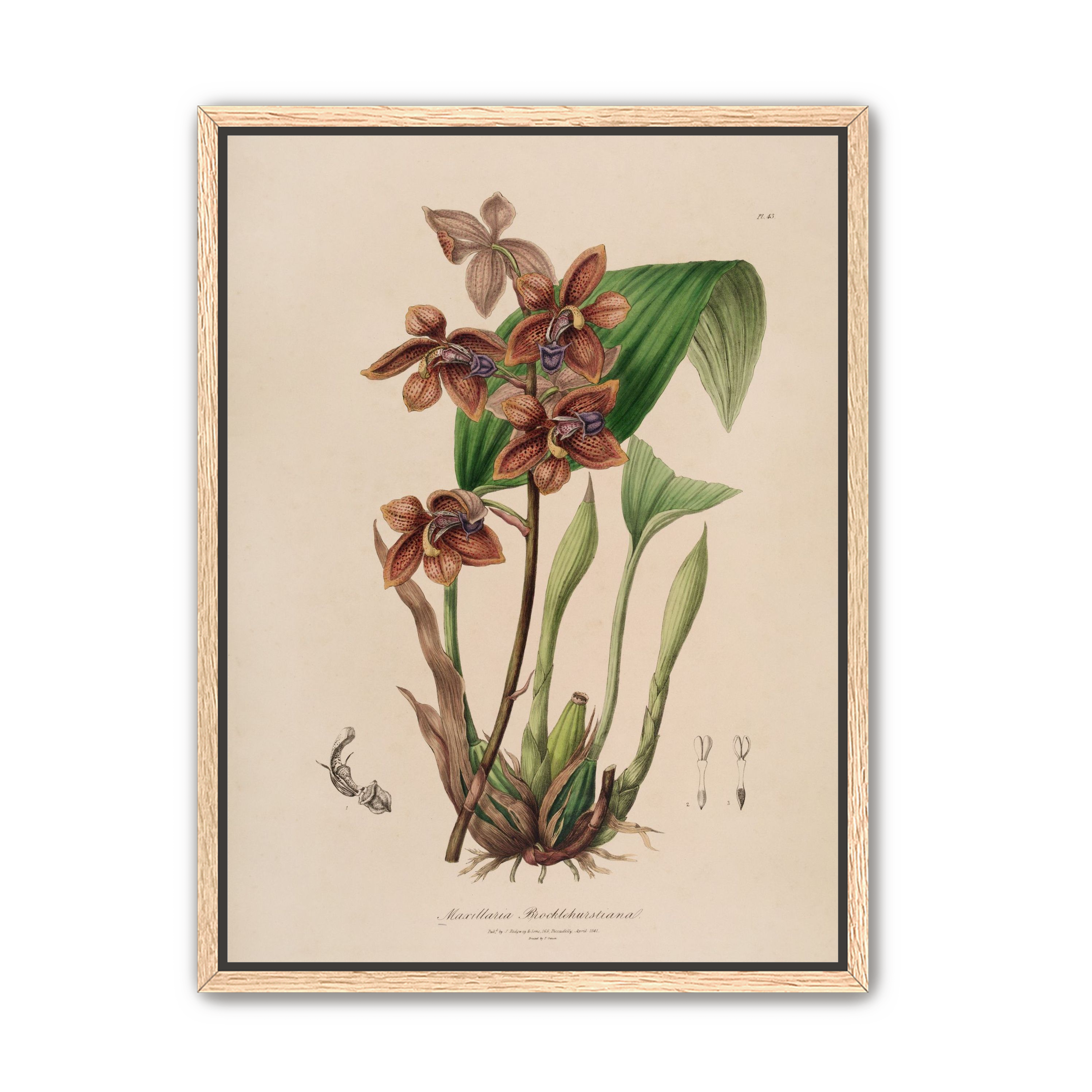 Speckled orchids on pale paper