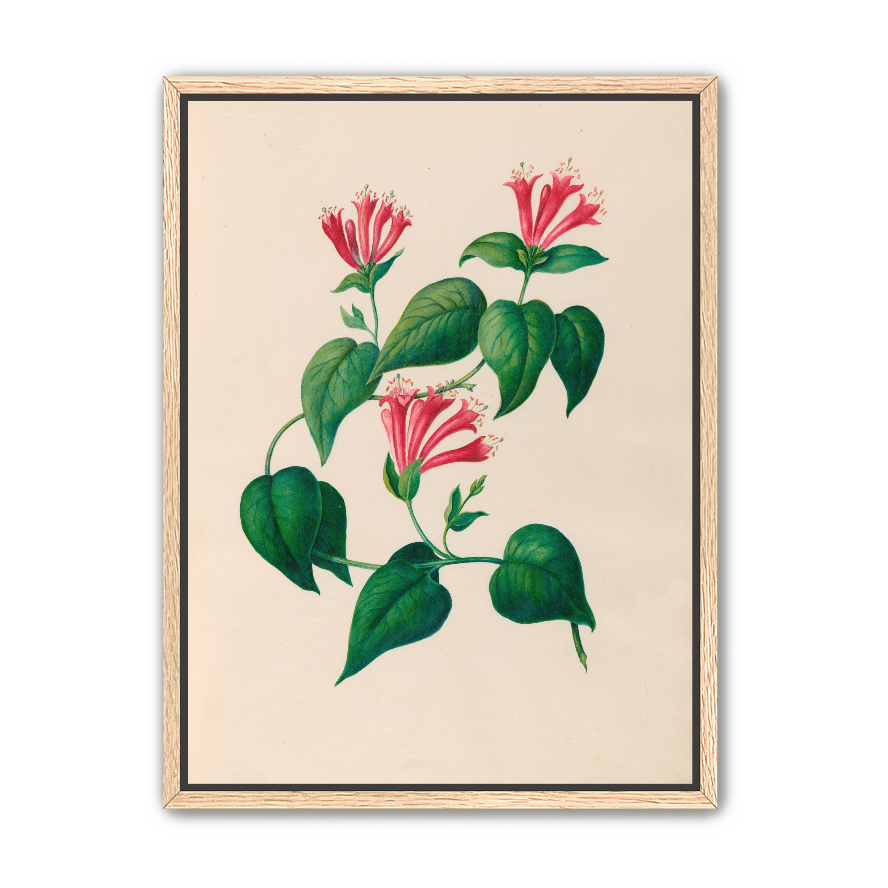 Three trumpets on a vine