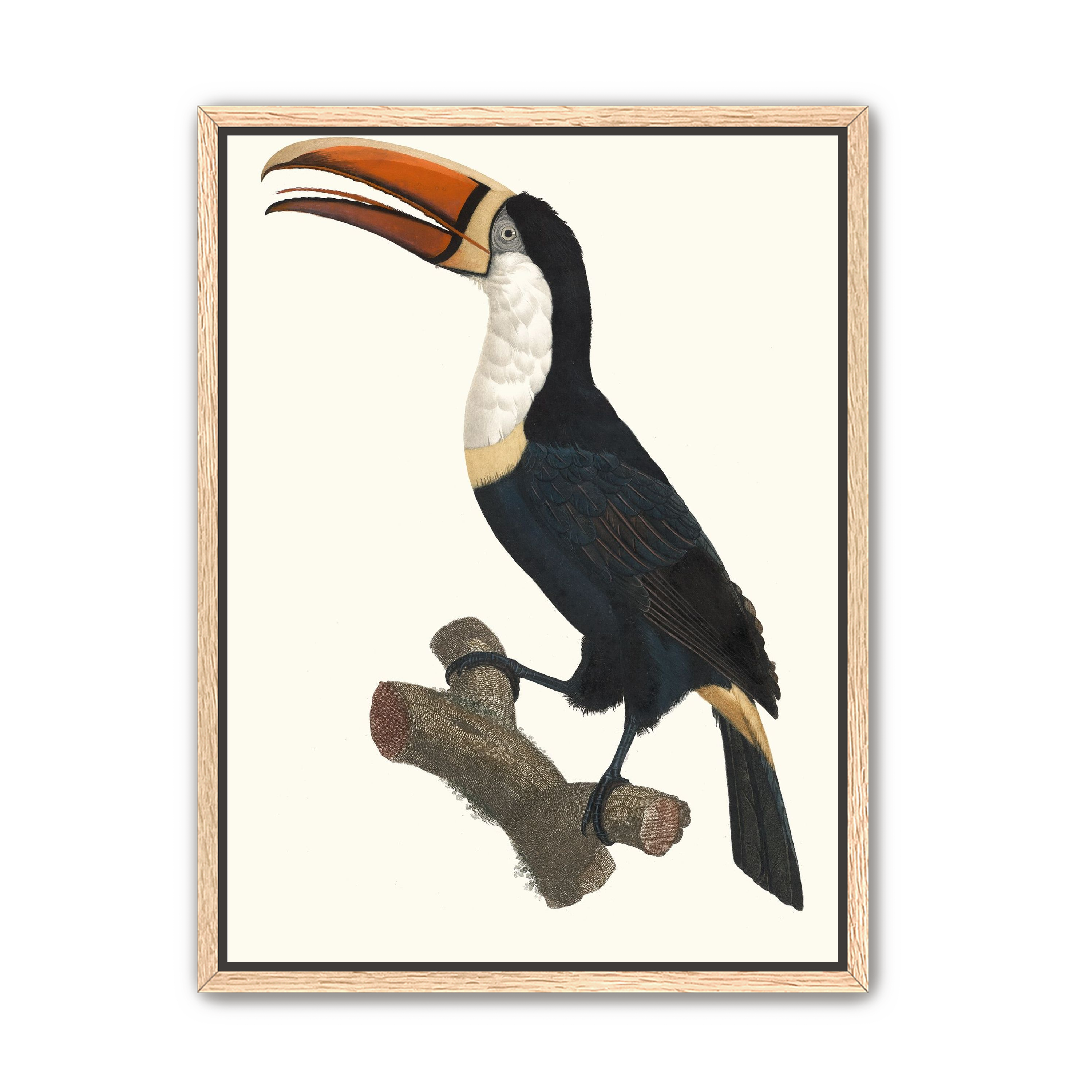 Hornbill on cut branch