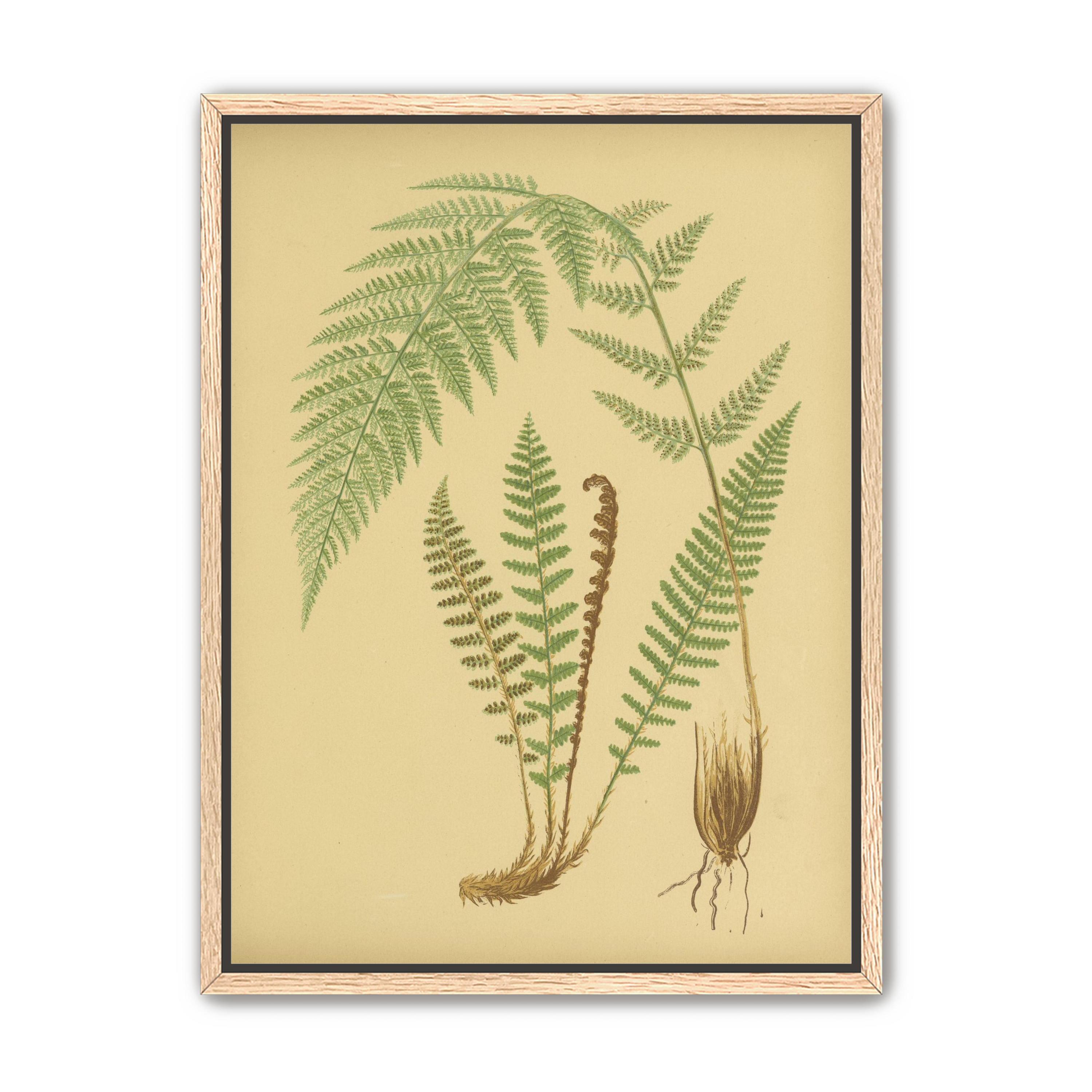 Fern fronds on tan paper
