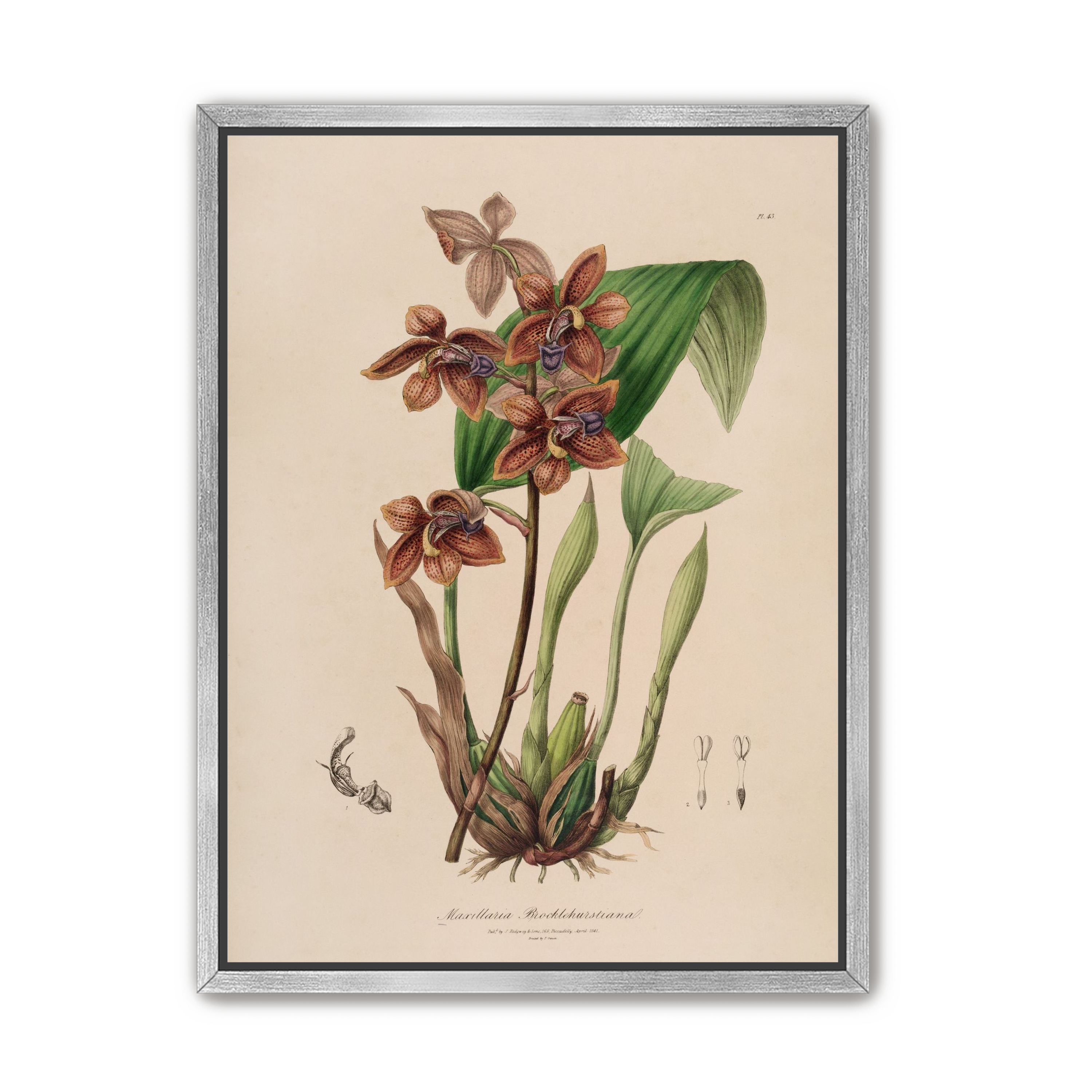 Speckled orchids on pale paper
