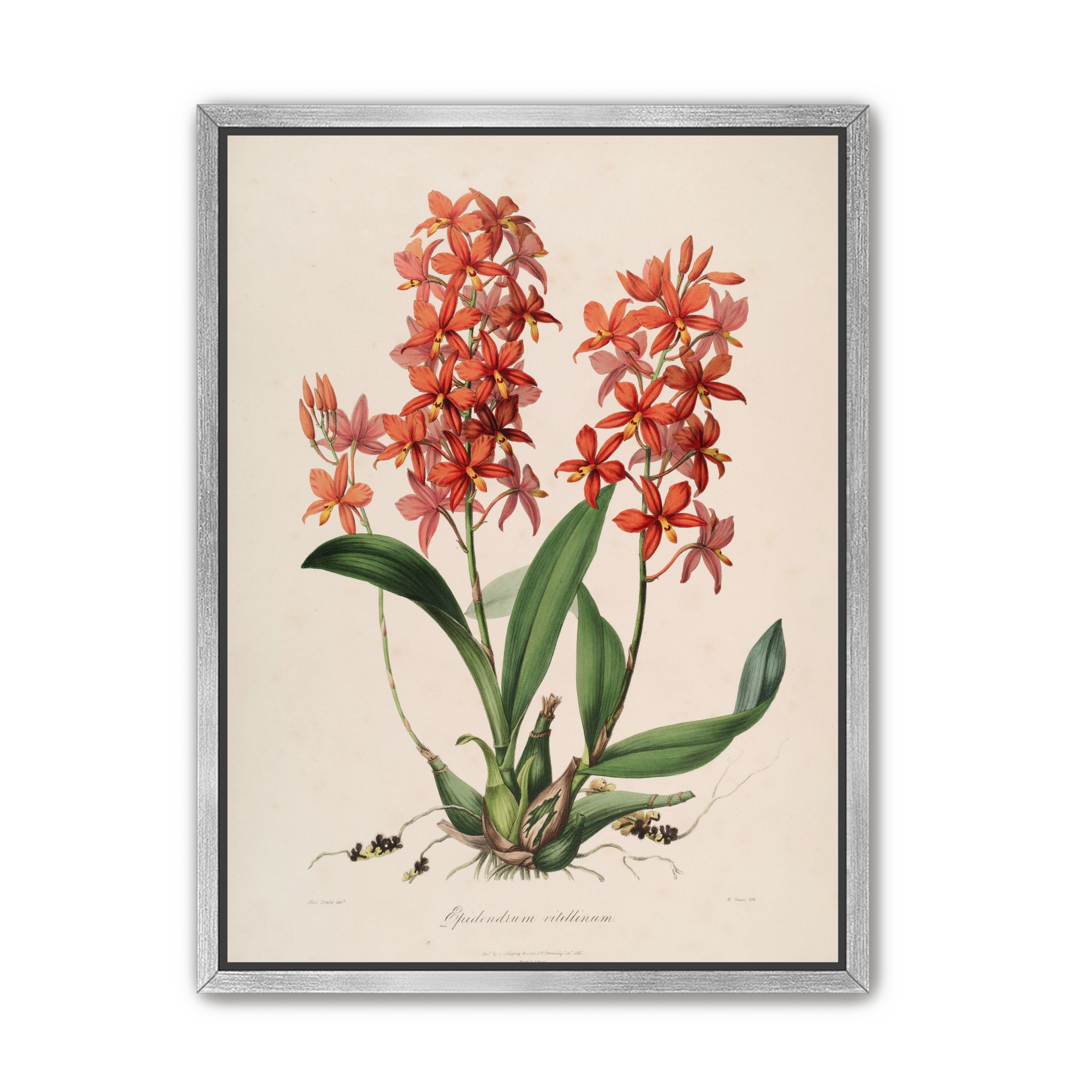 Red orchids on white paper