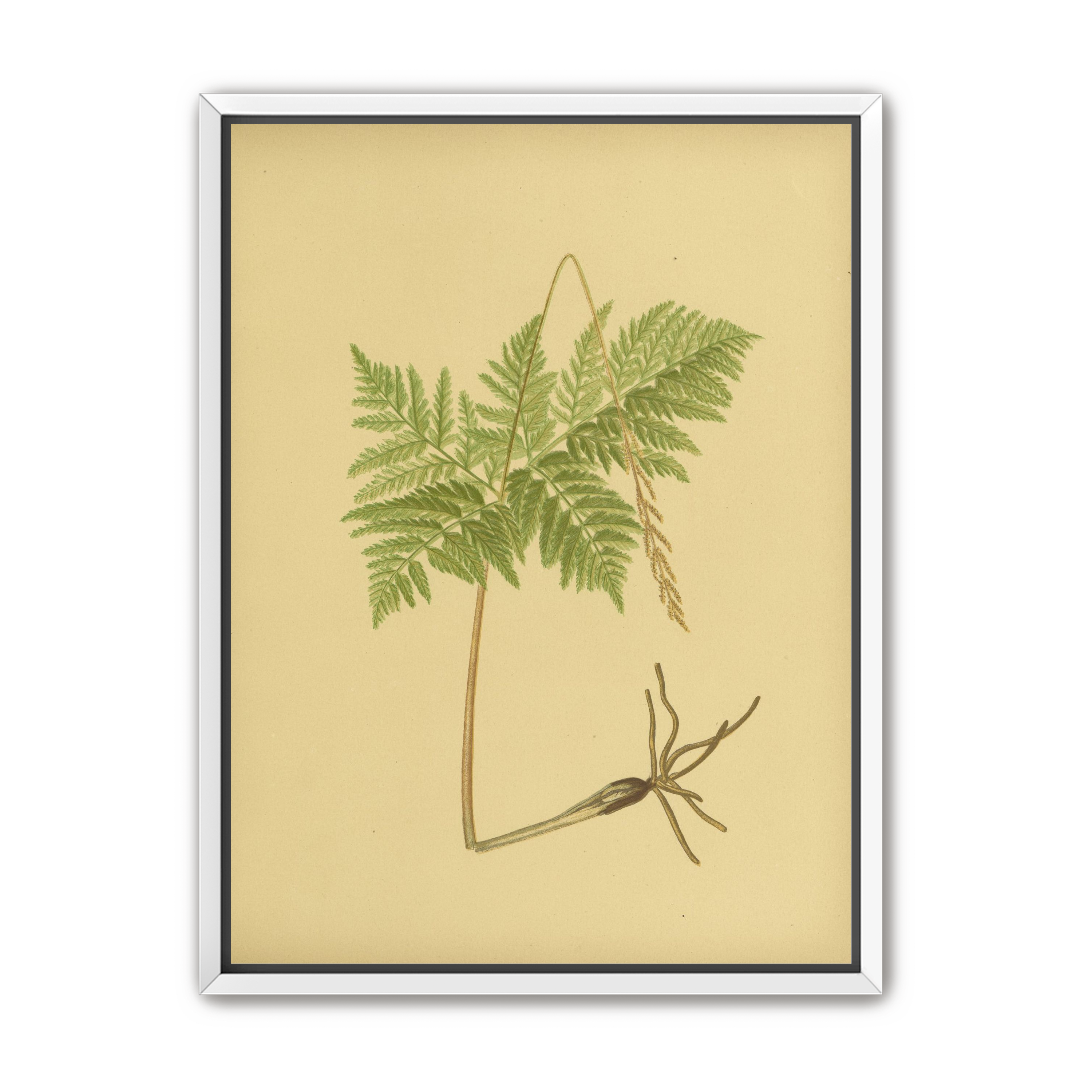 Fern fronds above bare roots