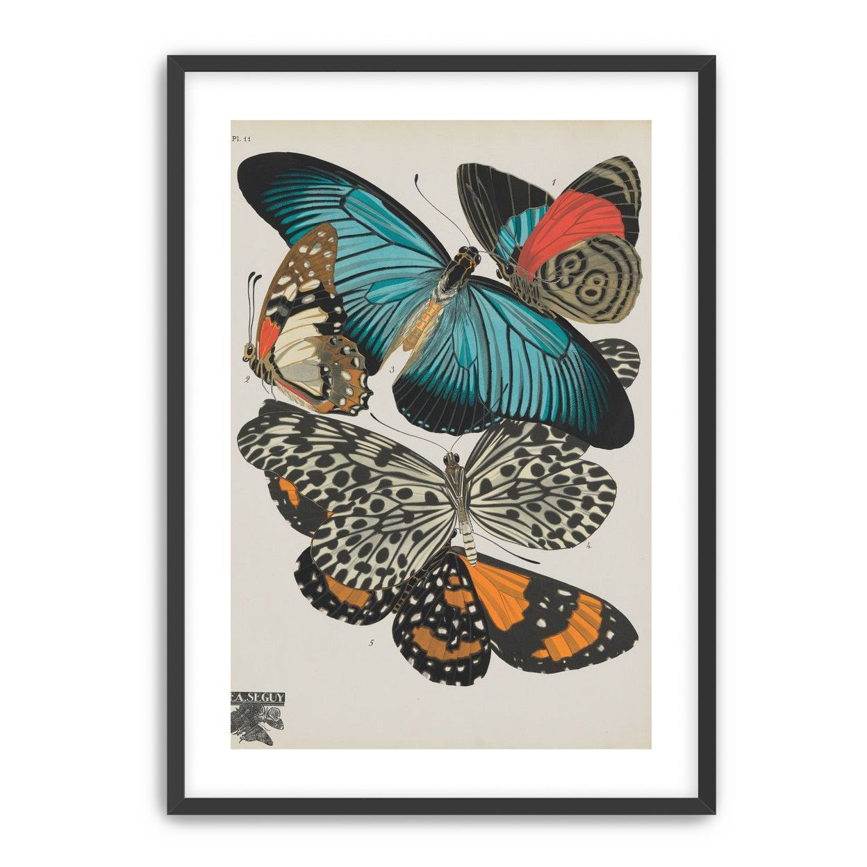 Turquoise wings over orange velvet