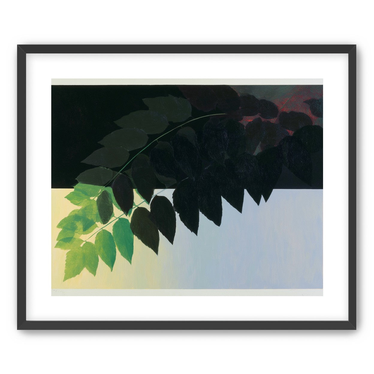Leaves crossing into shadow