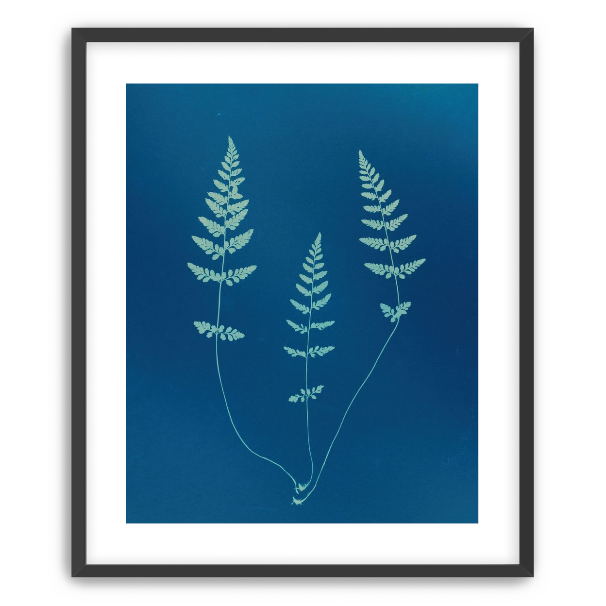 Three ferns in blue