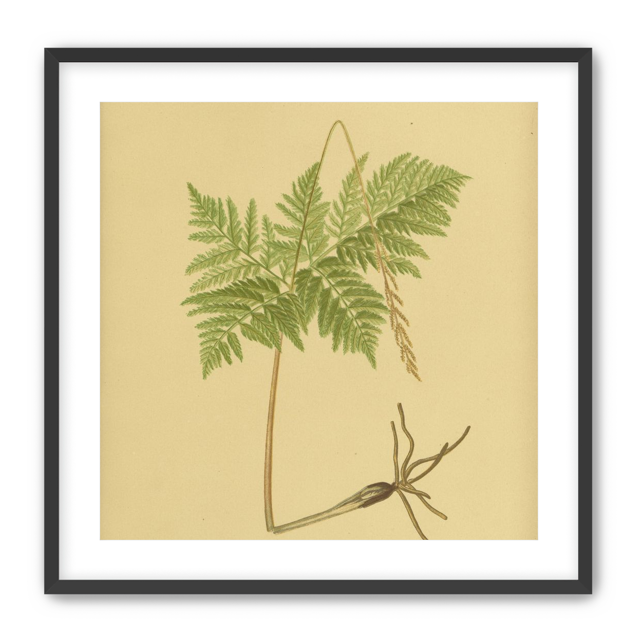 Fern fronds above bare roots