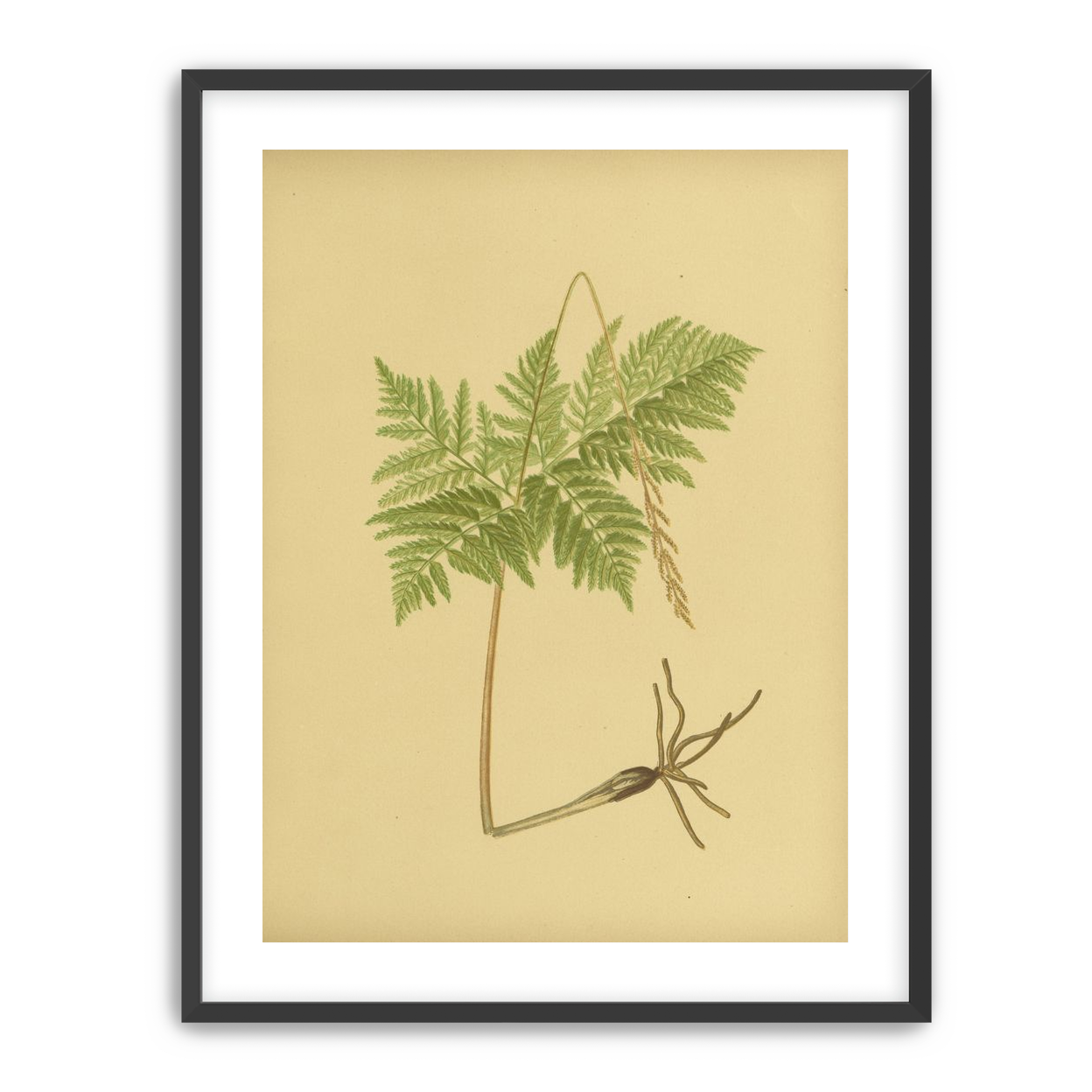 Fern fronds above bare roots