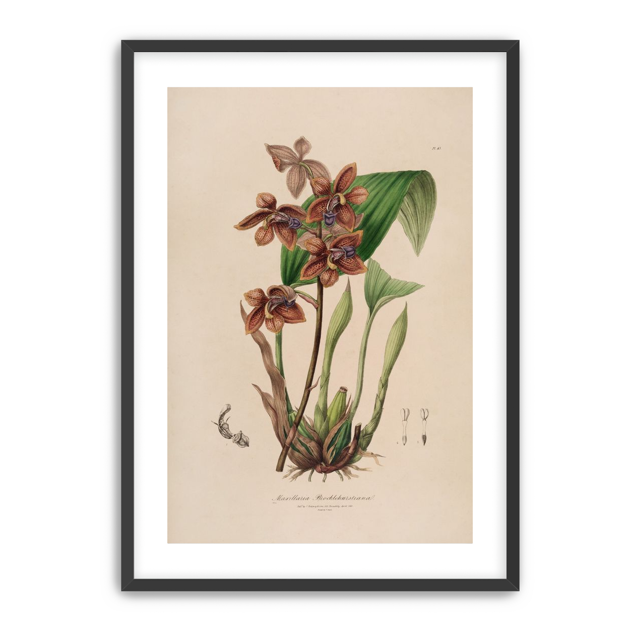 Speckled orchids on pale paper