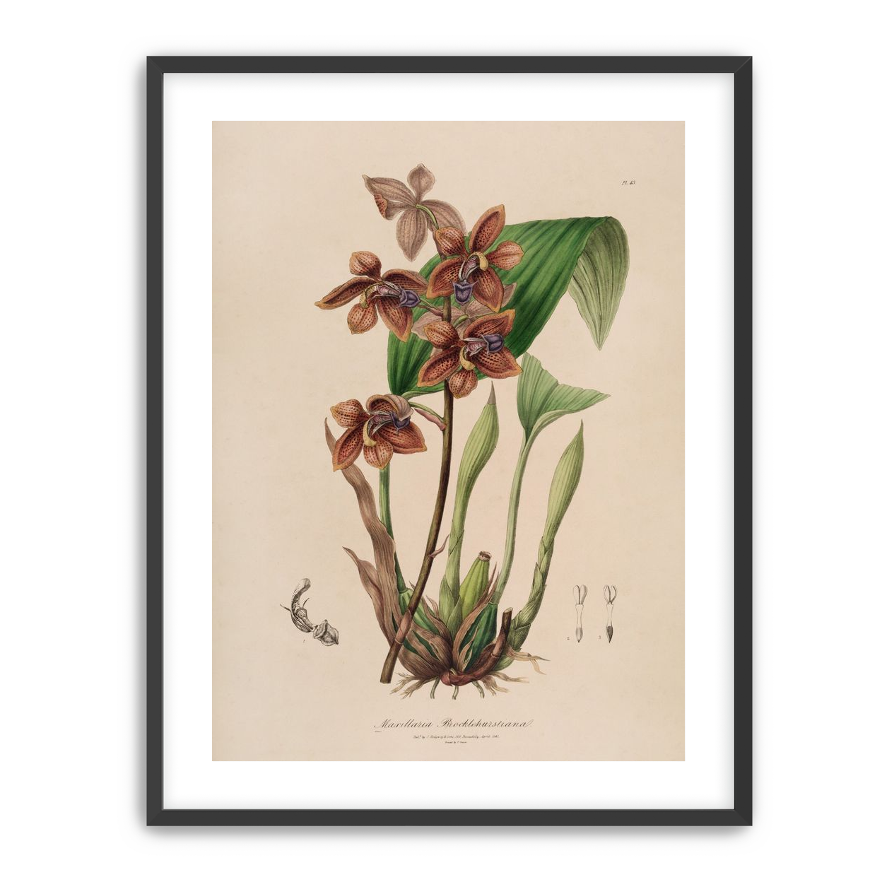 Speckled orchids on pale paper