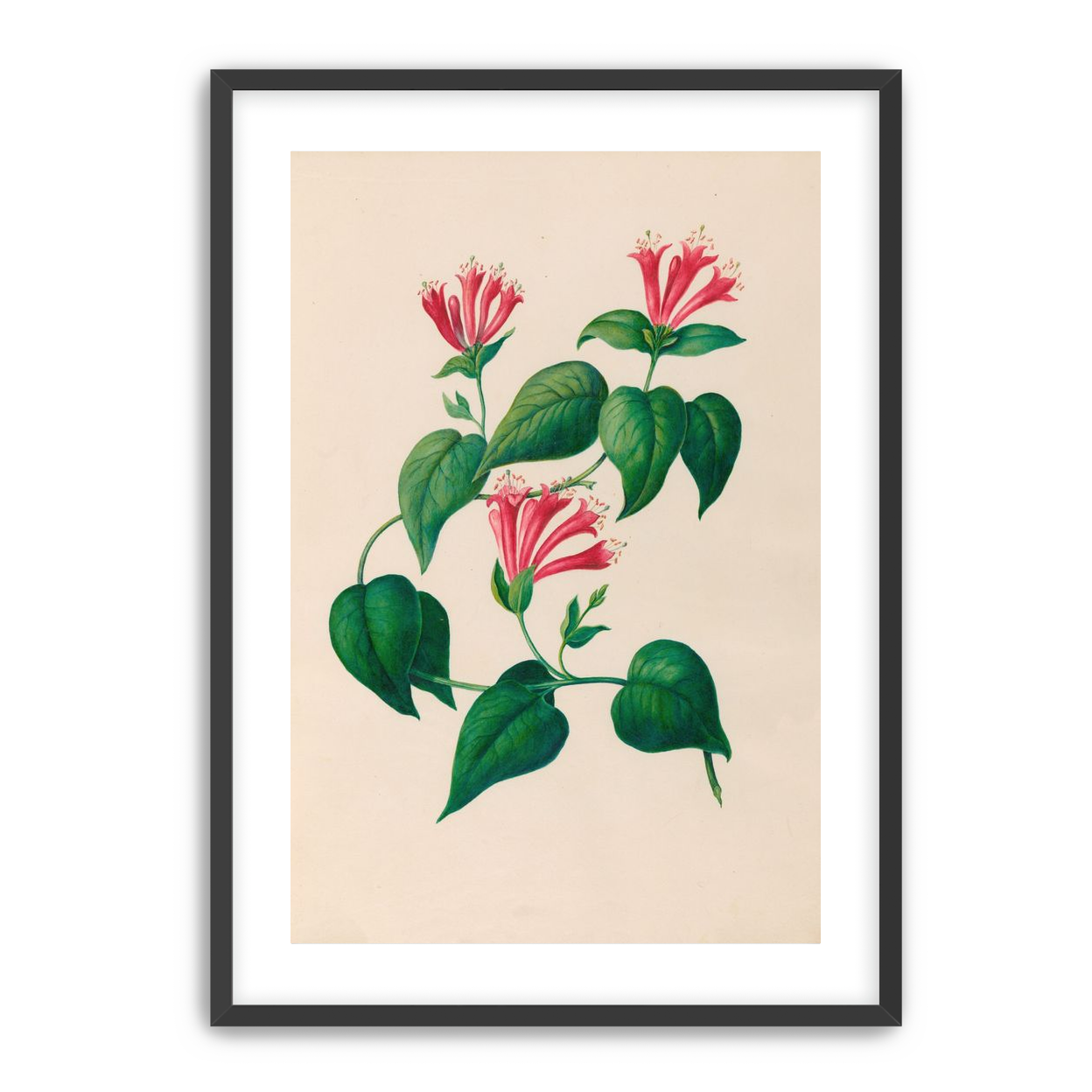 Three trumpets on a vine