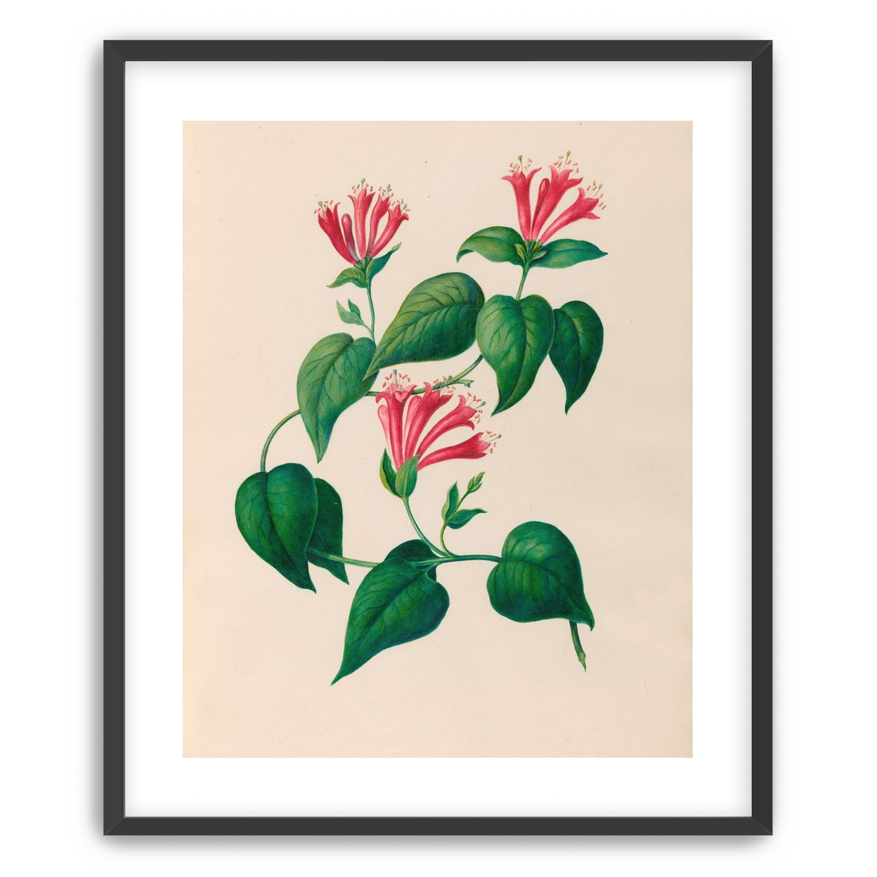 Three trumpets on a vine