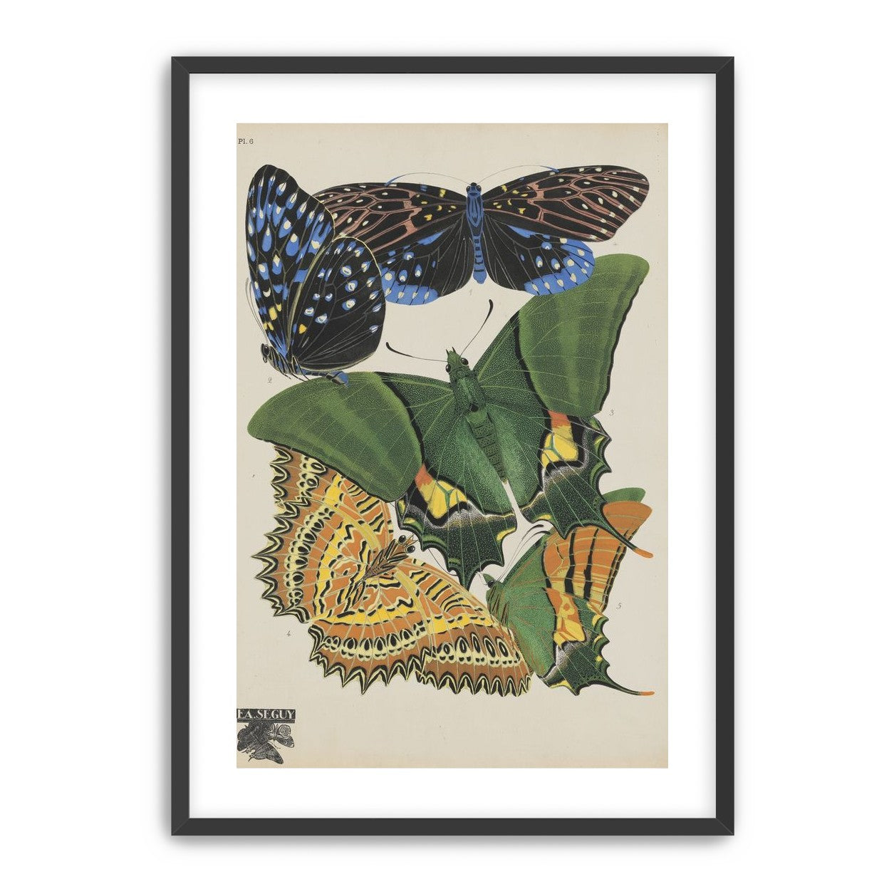 Butterflies on a pale plate
