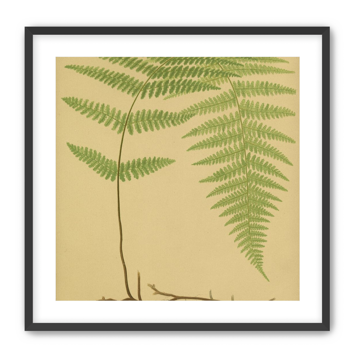 Green frond on tan paper