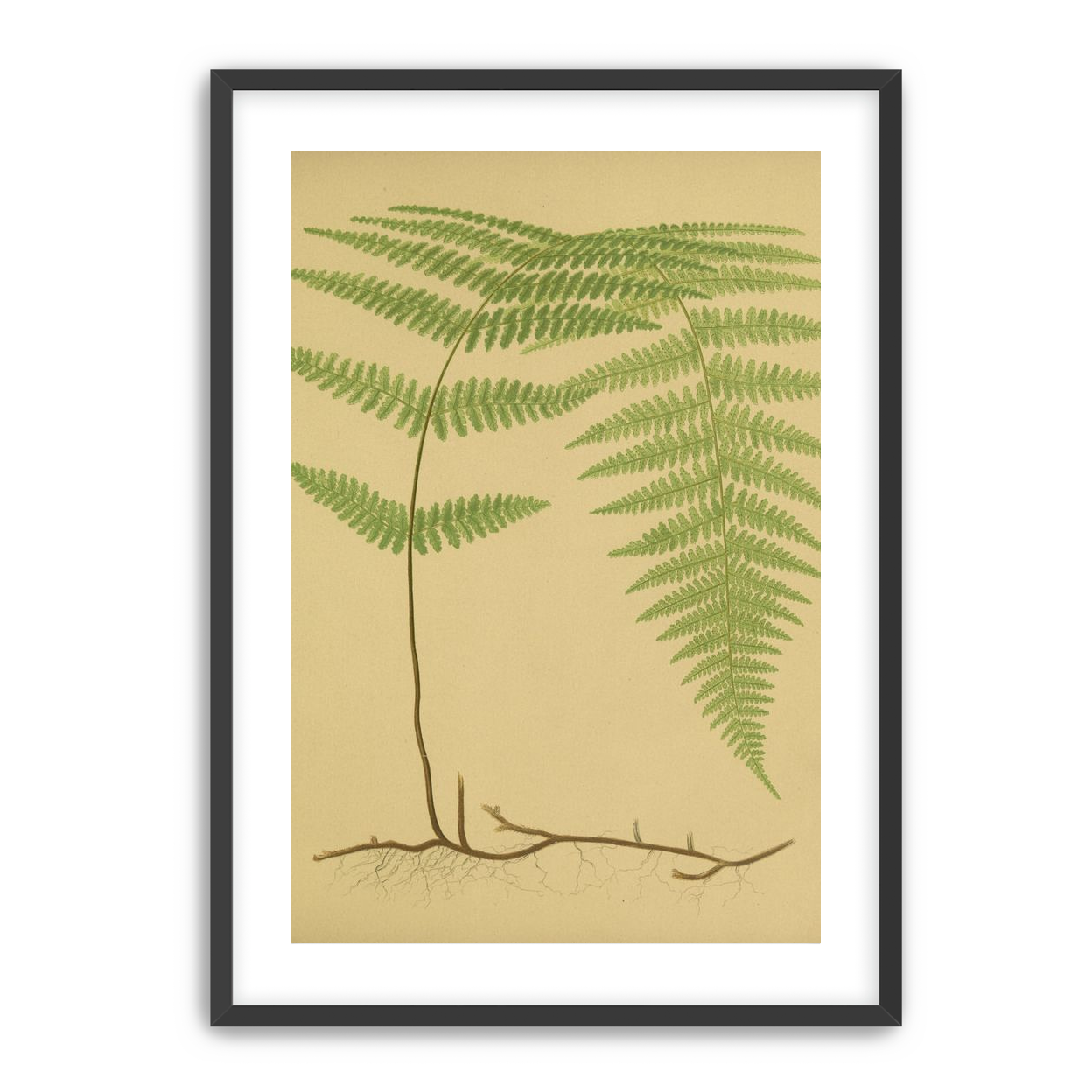 Green frond on tan paper
