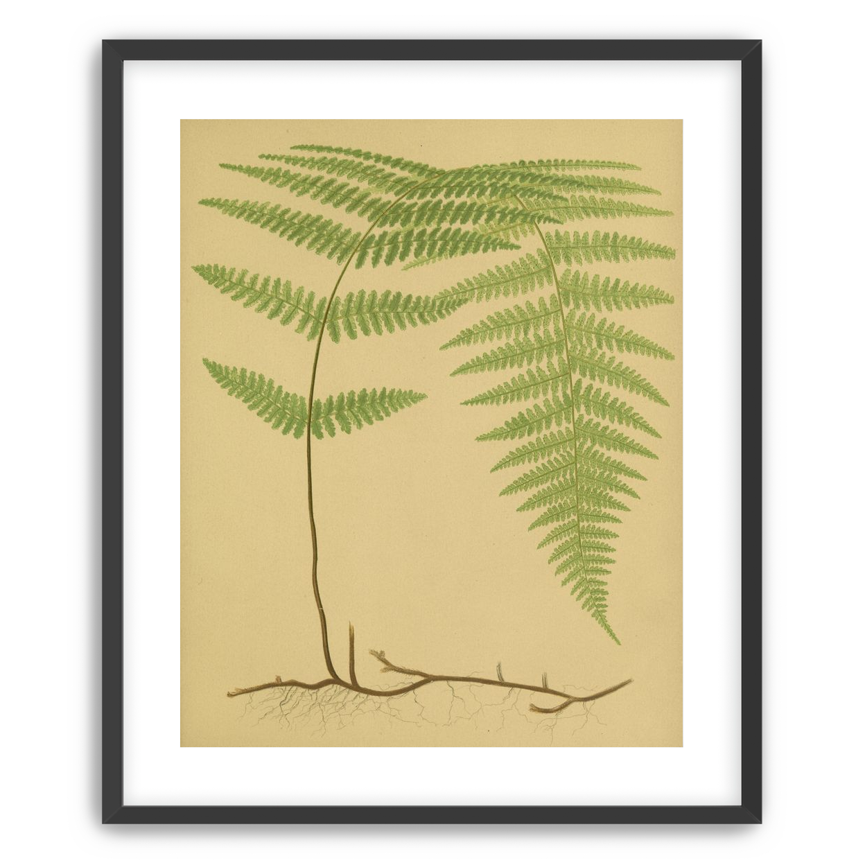 Green frond on tan paper