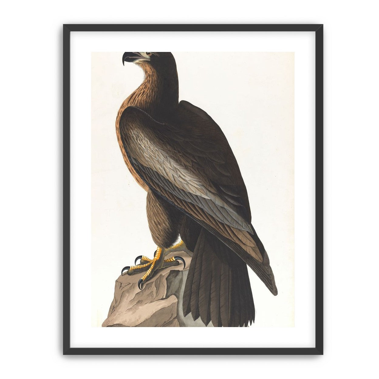 Brown hawk on rock