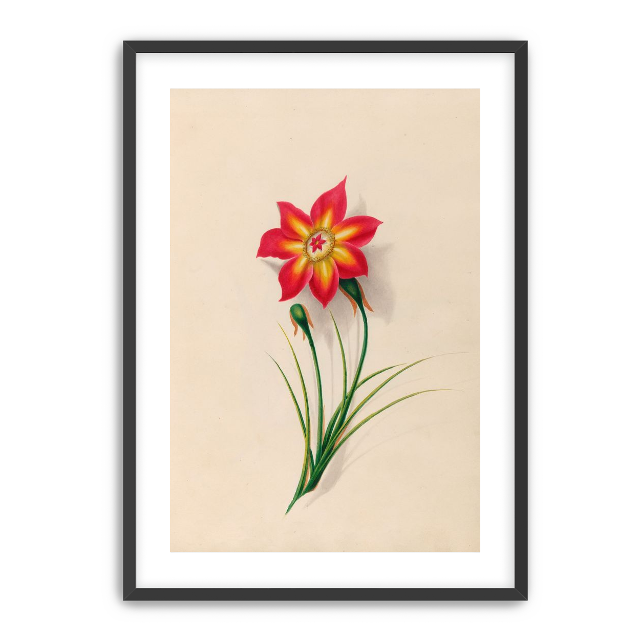 One flower above two buds