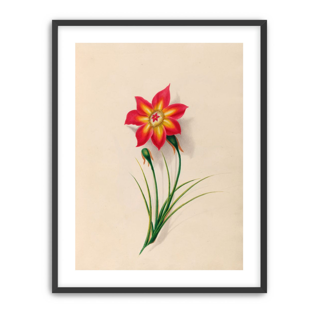 One flower above two buds