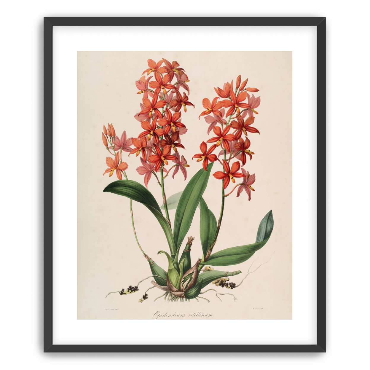 Red orchids on white paper