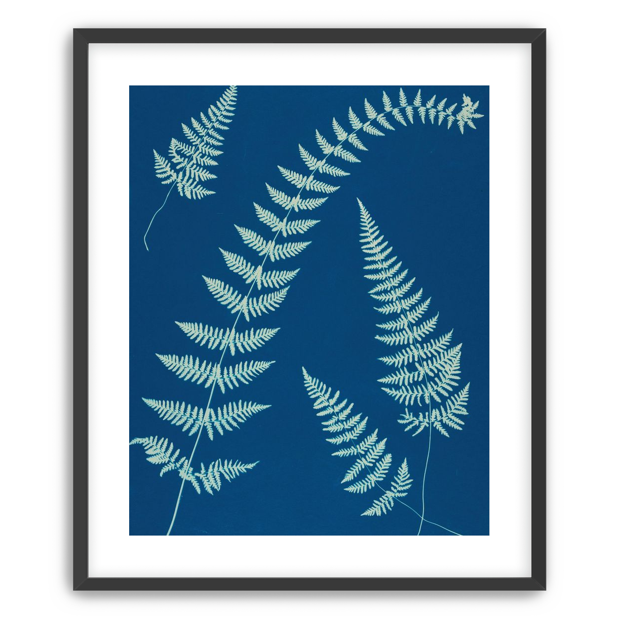 Fern shadows in blue
